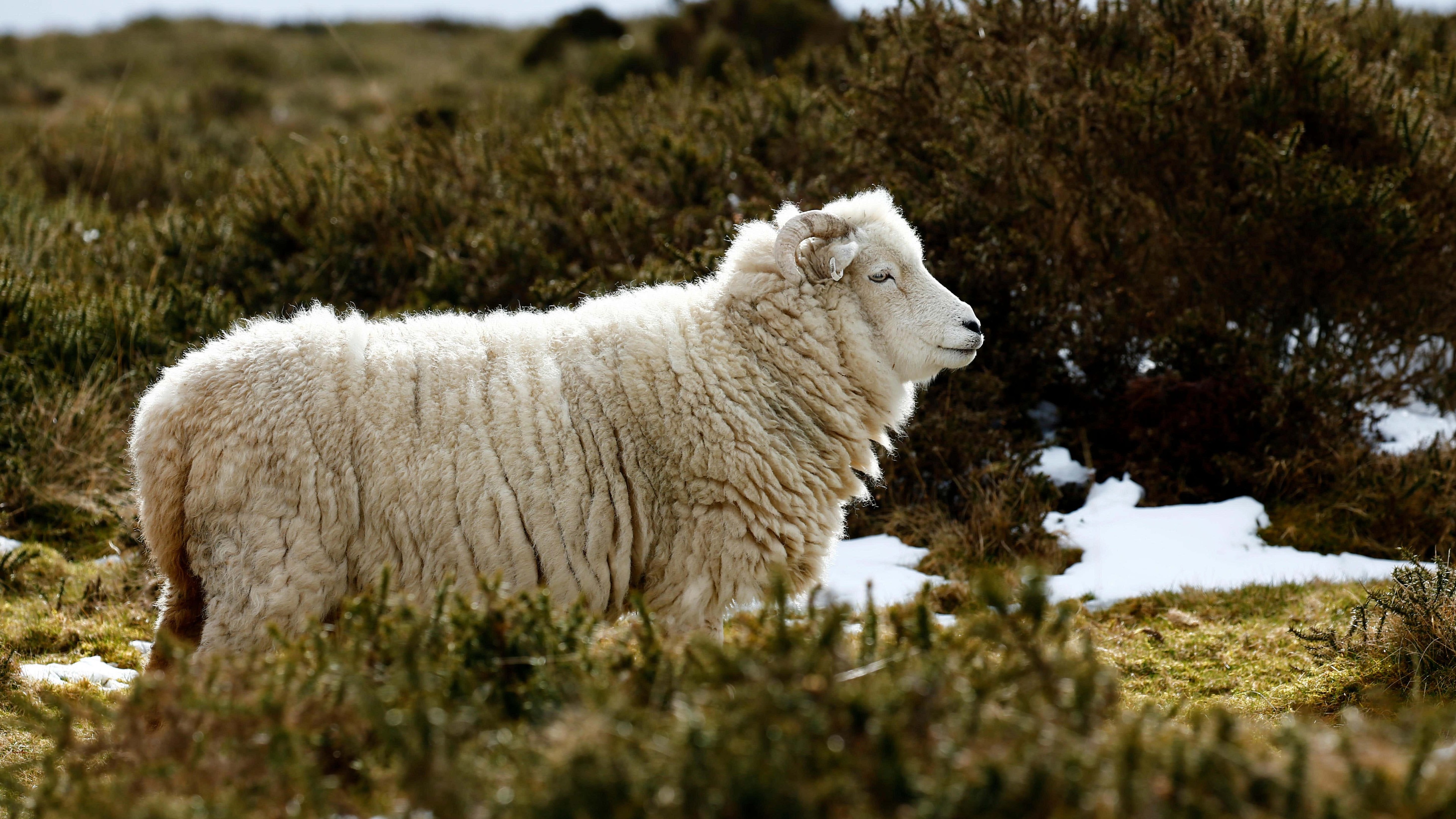 Queens University Belfast engineers develop sheep-wool alternative to cut plastic in seaweed farming