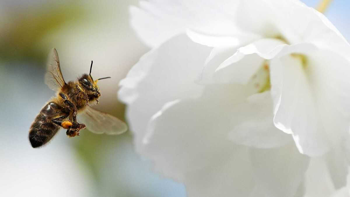 Churches and graveyards become biodiversity havens