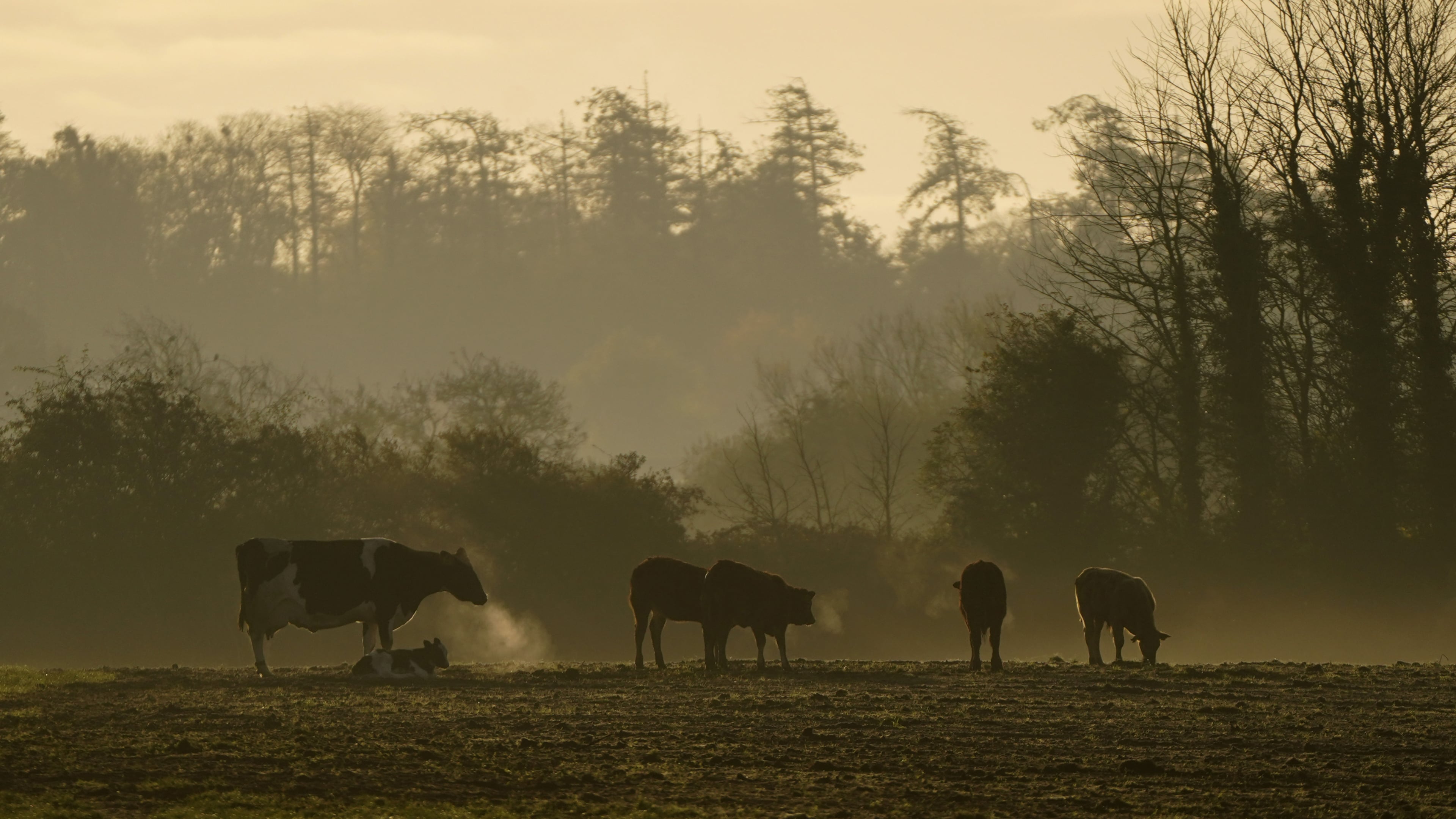Dairy giant Lakeland reports 19% increase in pre-tax profits