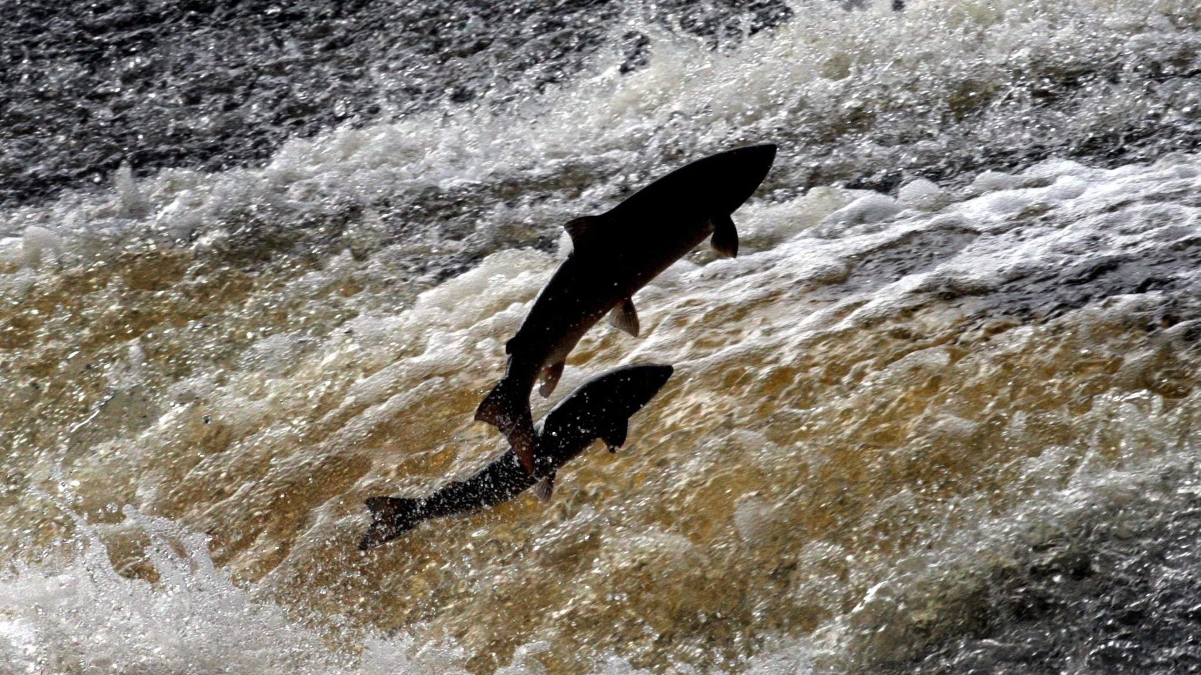 Inland Fisheries estimate over 20,000 fish killed on Co Louth’s River Glyde