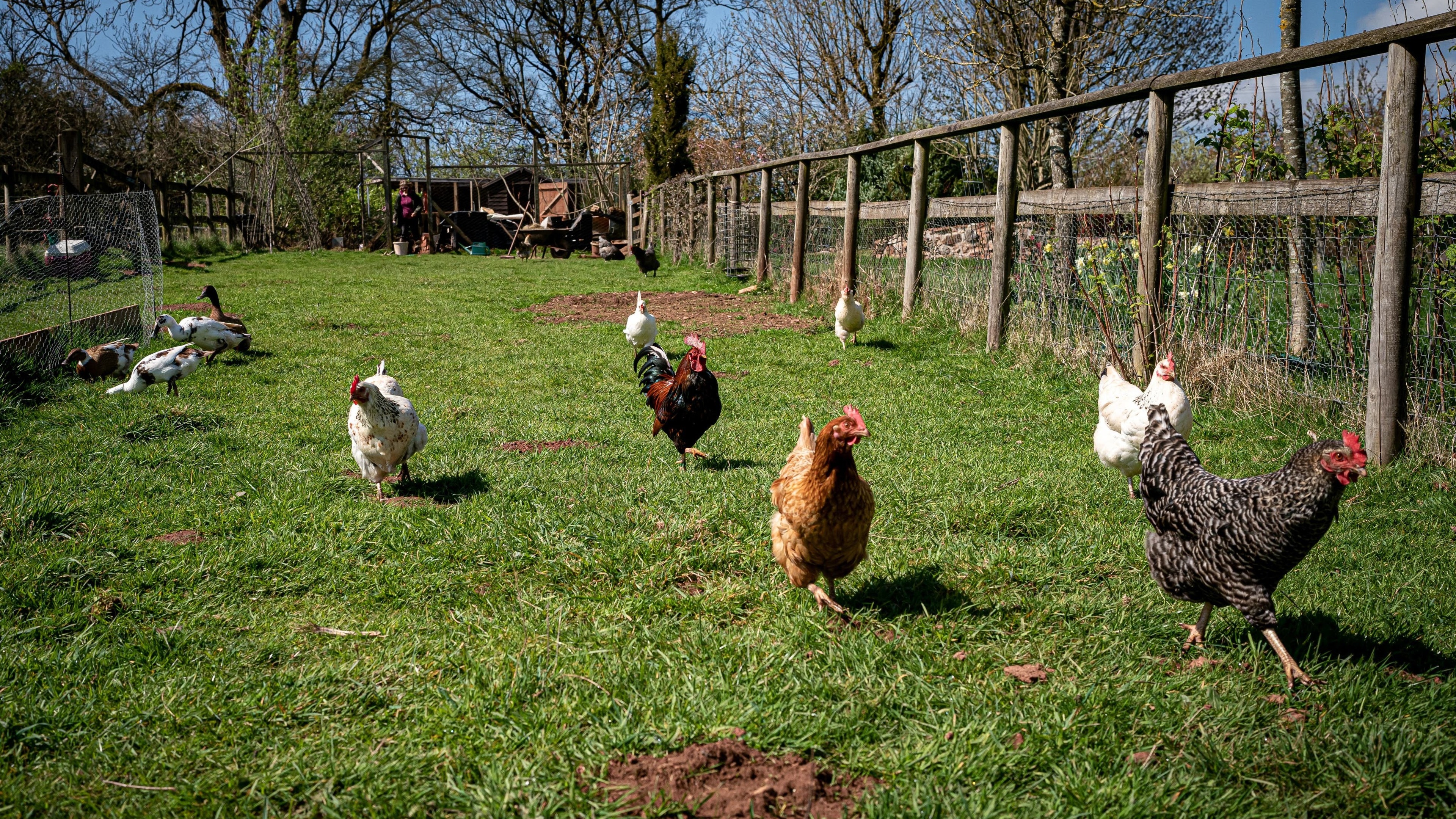 Bird flu restrictions eased across the island of Ireland