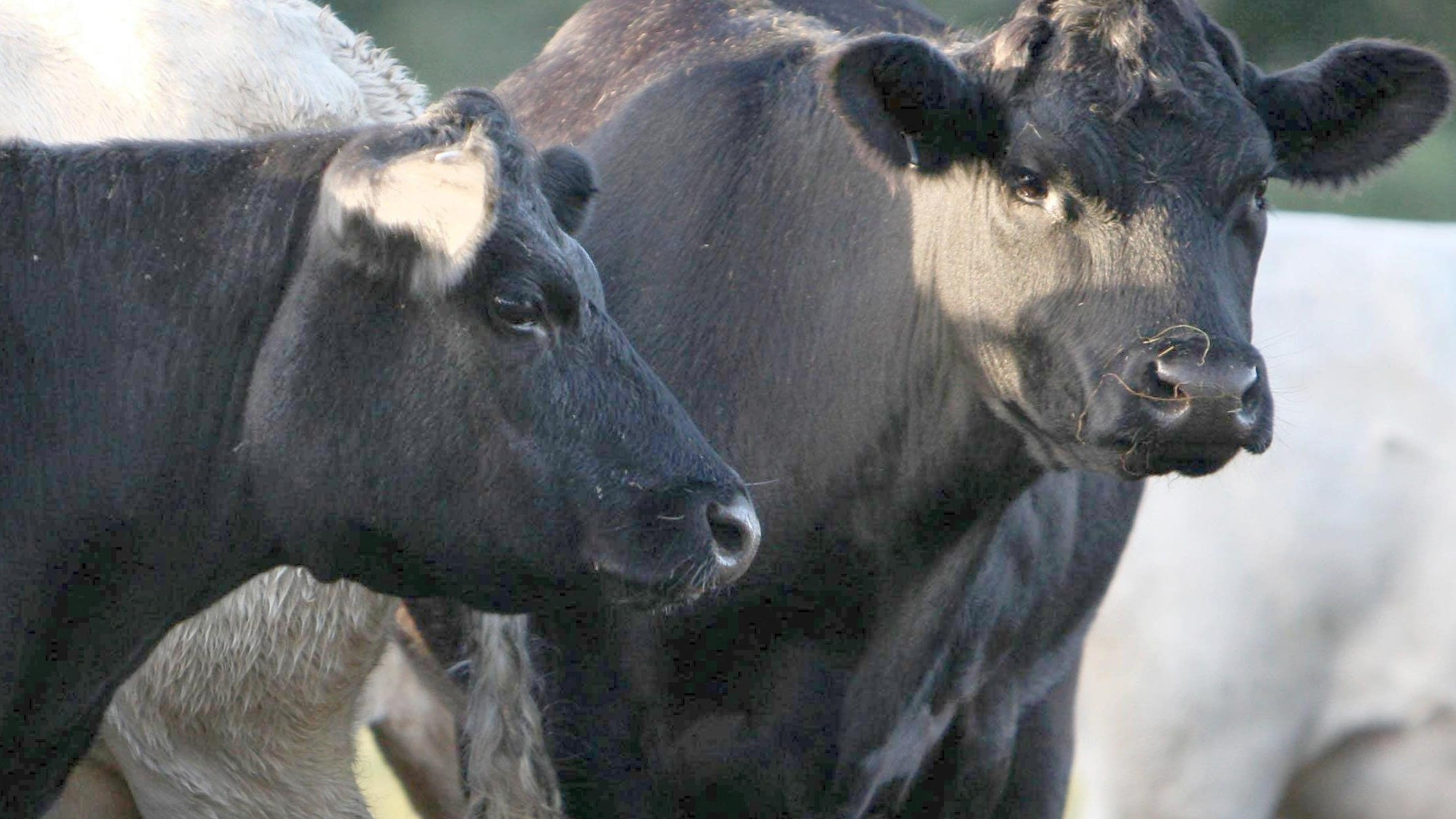 First 2026-27 bluetongue case detected in Co Wexford