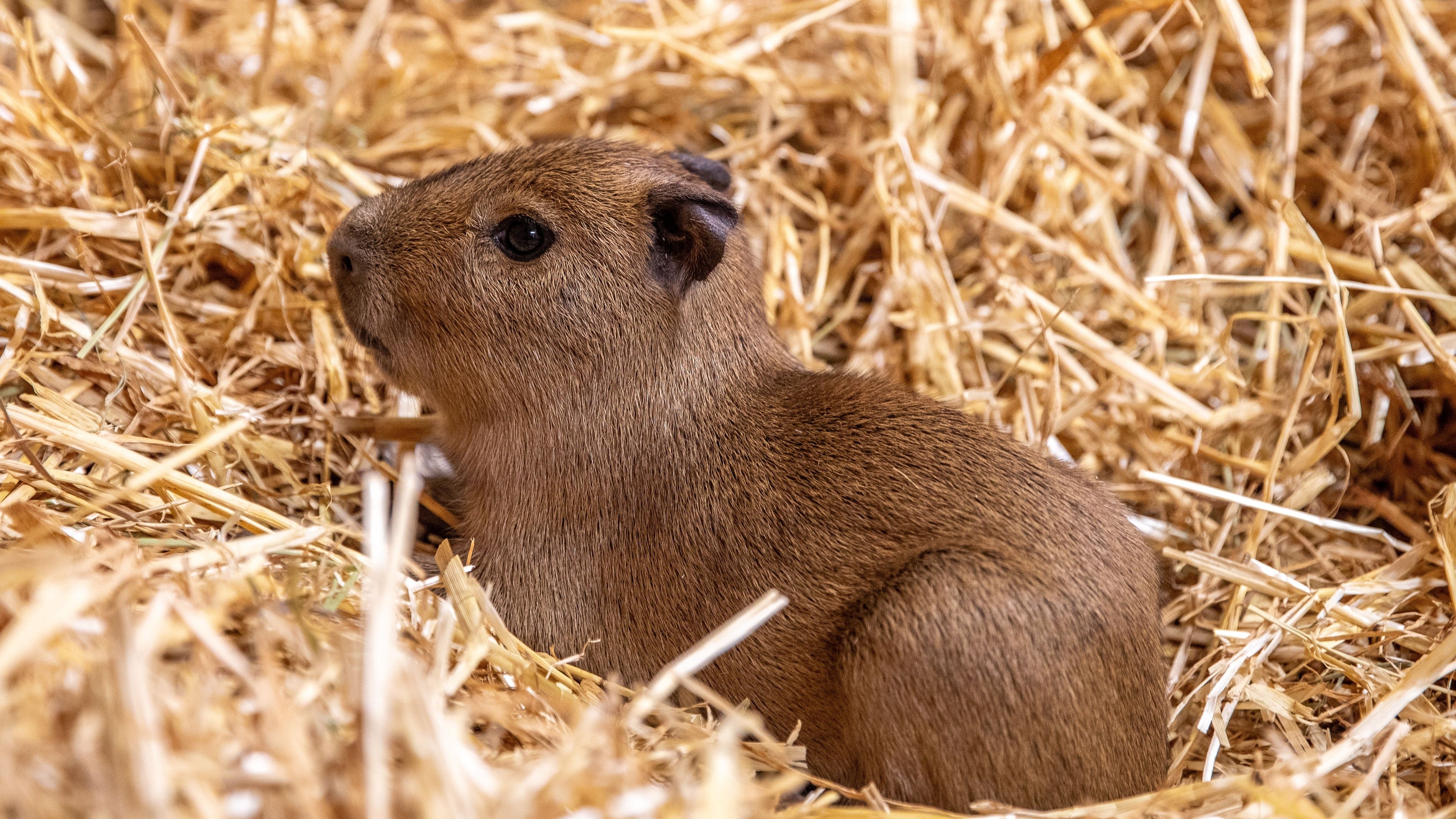 Three capybara pups born in Edinburgh months after ‘babybara’ Bru shot to fame