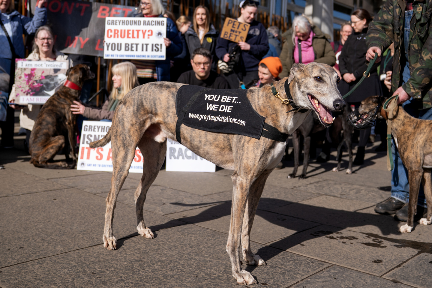 MSPs vote on greyhound racing ban a day after Senedd approves move ...