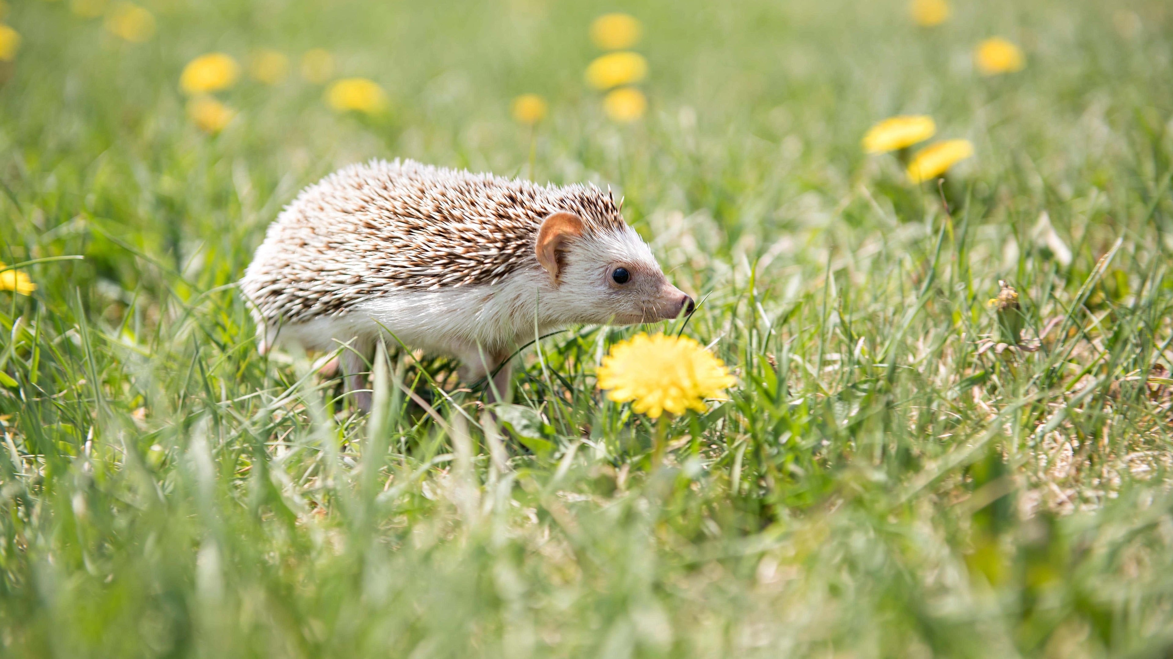 Wildlife centres report full capacity for hedgehogs as heatwave conditions persist