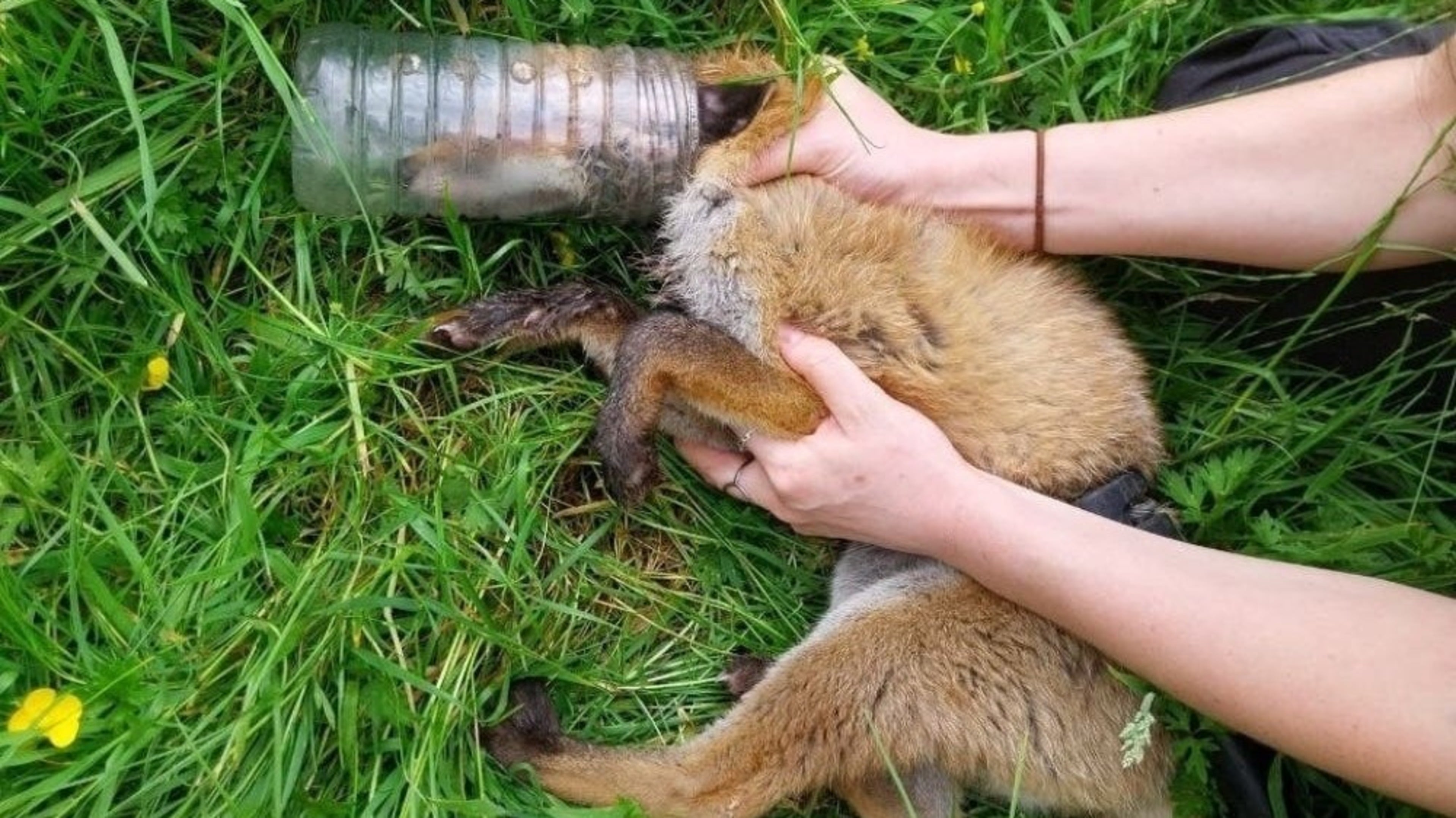Fox cub rescued after nearly two days with head trapped in bottle