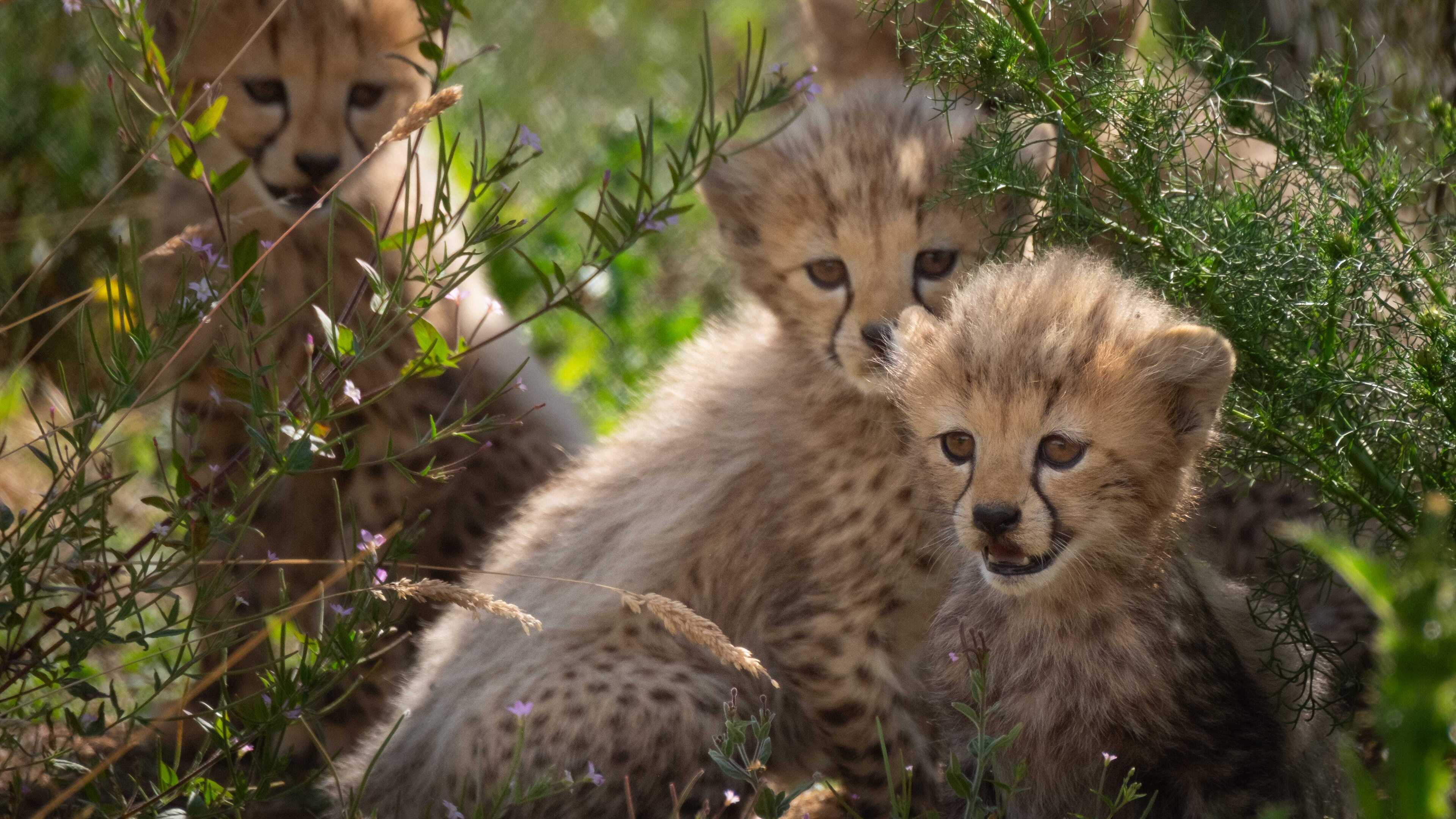 Cheetah cubs make first public appearance at Whipsnade Zoo