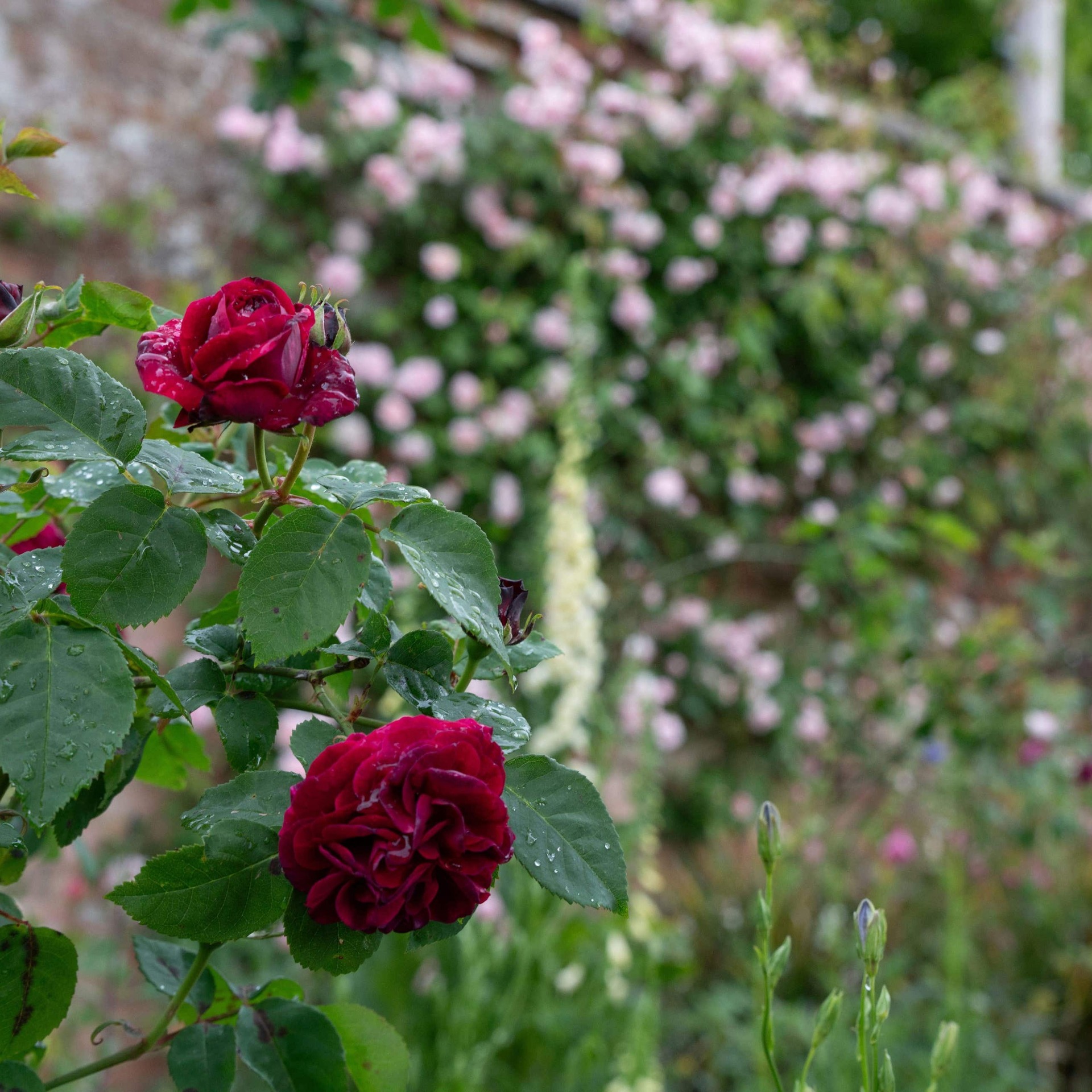 Roses bloom 