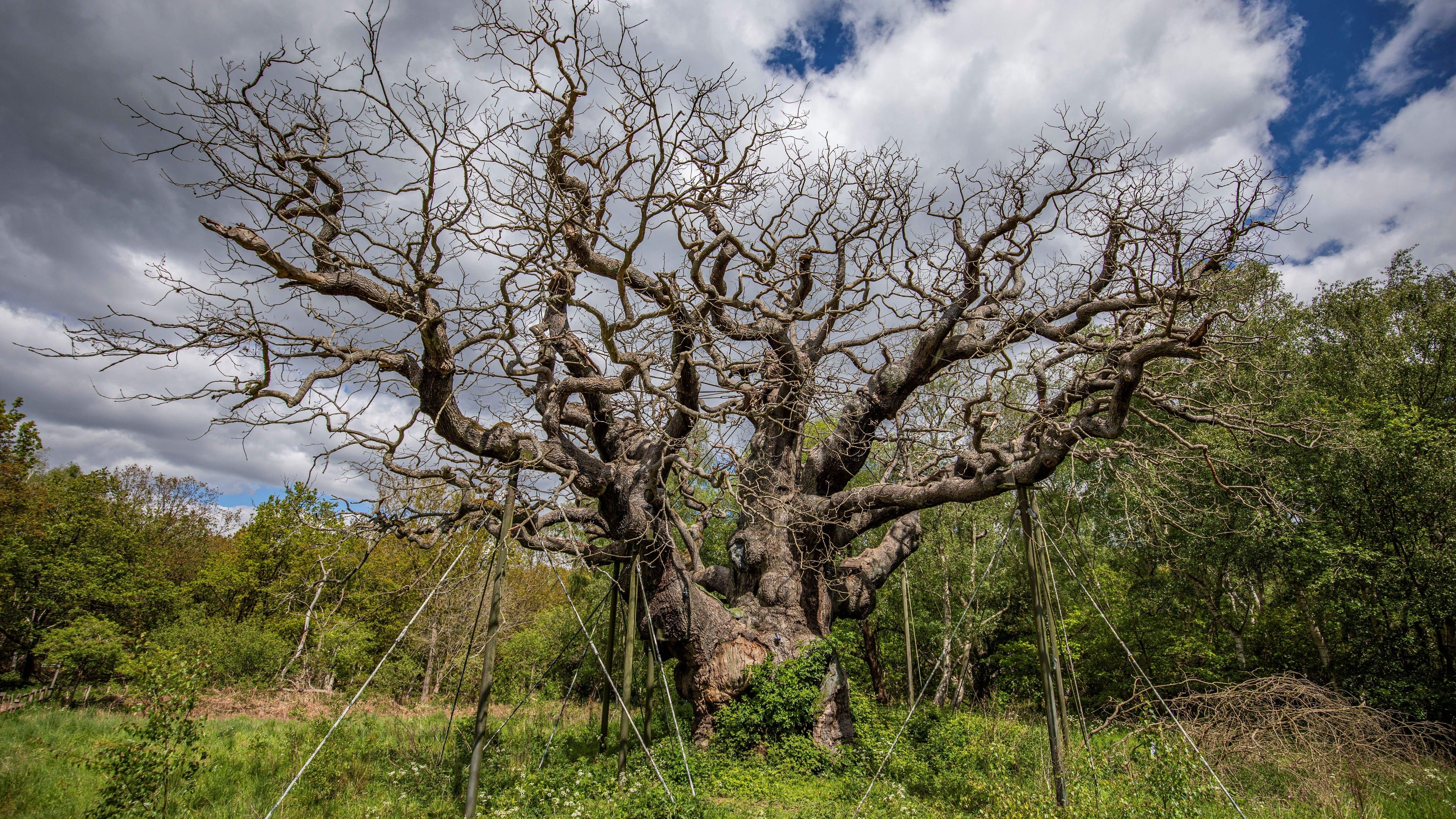 Robin Hood’s Major Oak in Sherwood Forest has died, experts say