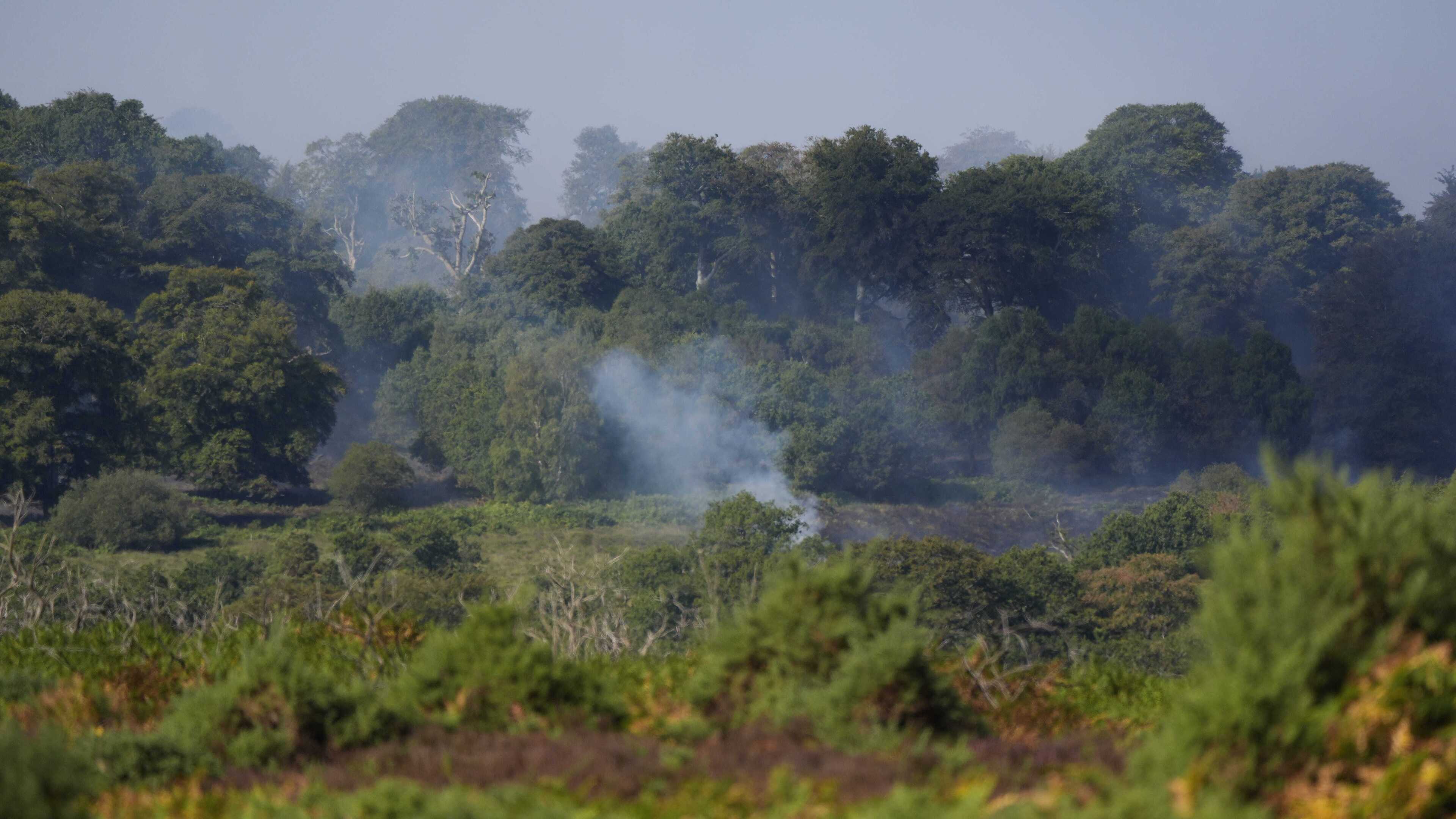 Vehicle blaze damages internationally protected New Forest heathland