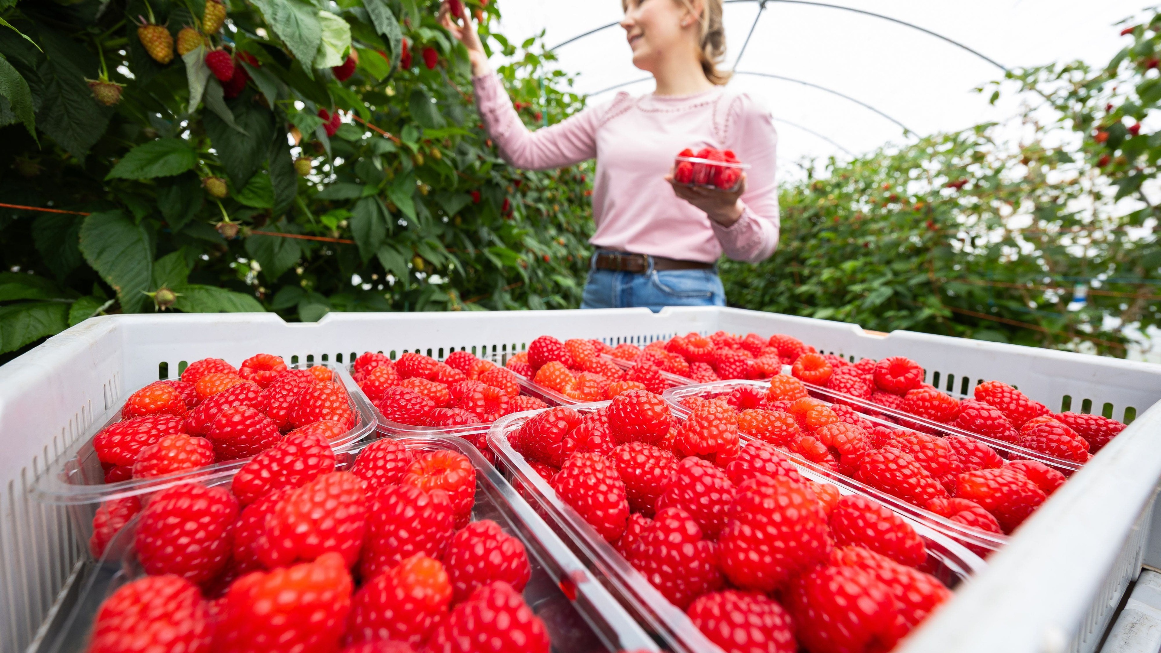 British growers report raspberries up to 50% sweeter after cool spring and May sunshine