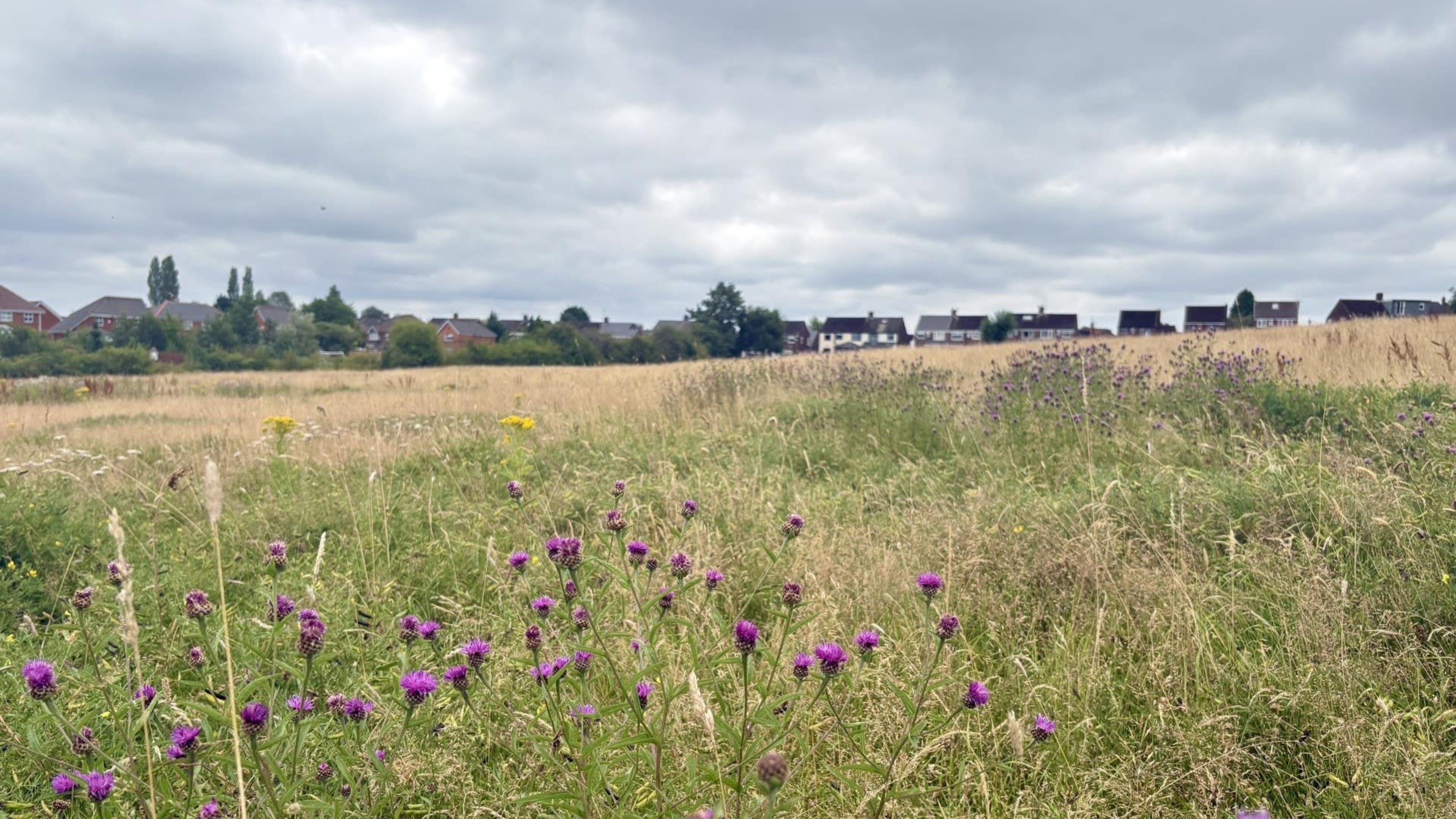 Conservationists call for new urban green spaces alongside housing and industry
