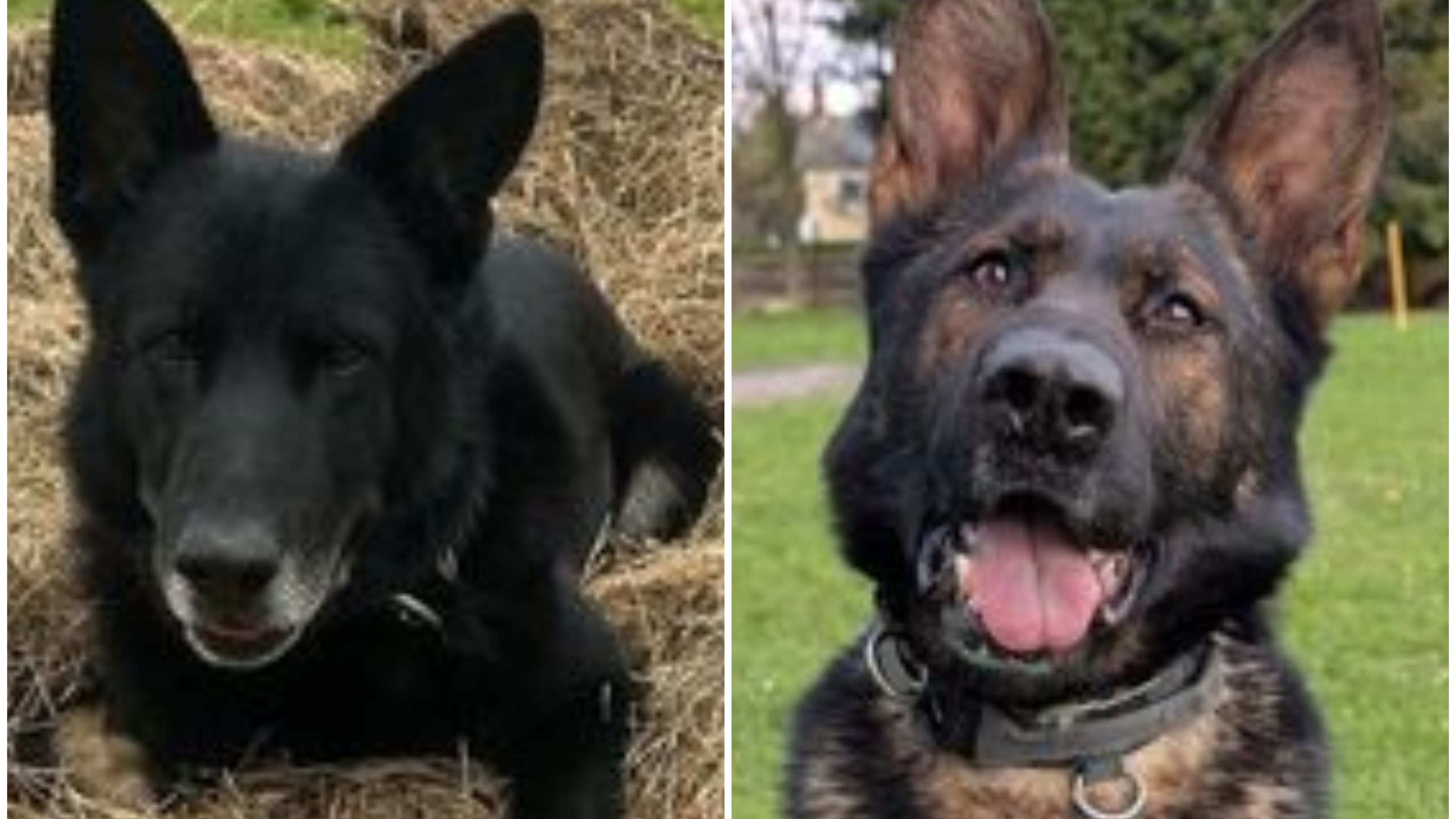 Appeal to help retired ‘superhero’ police dogs recover from injuries