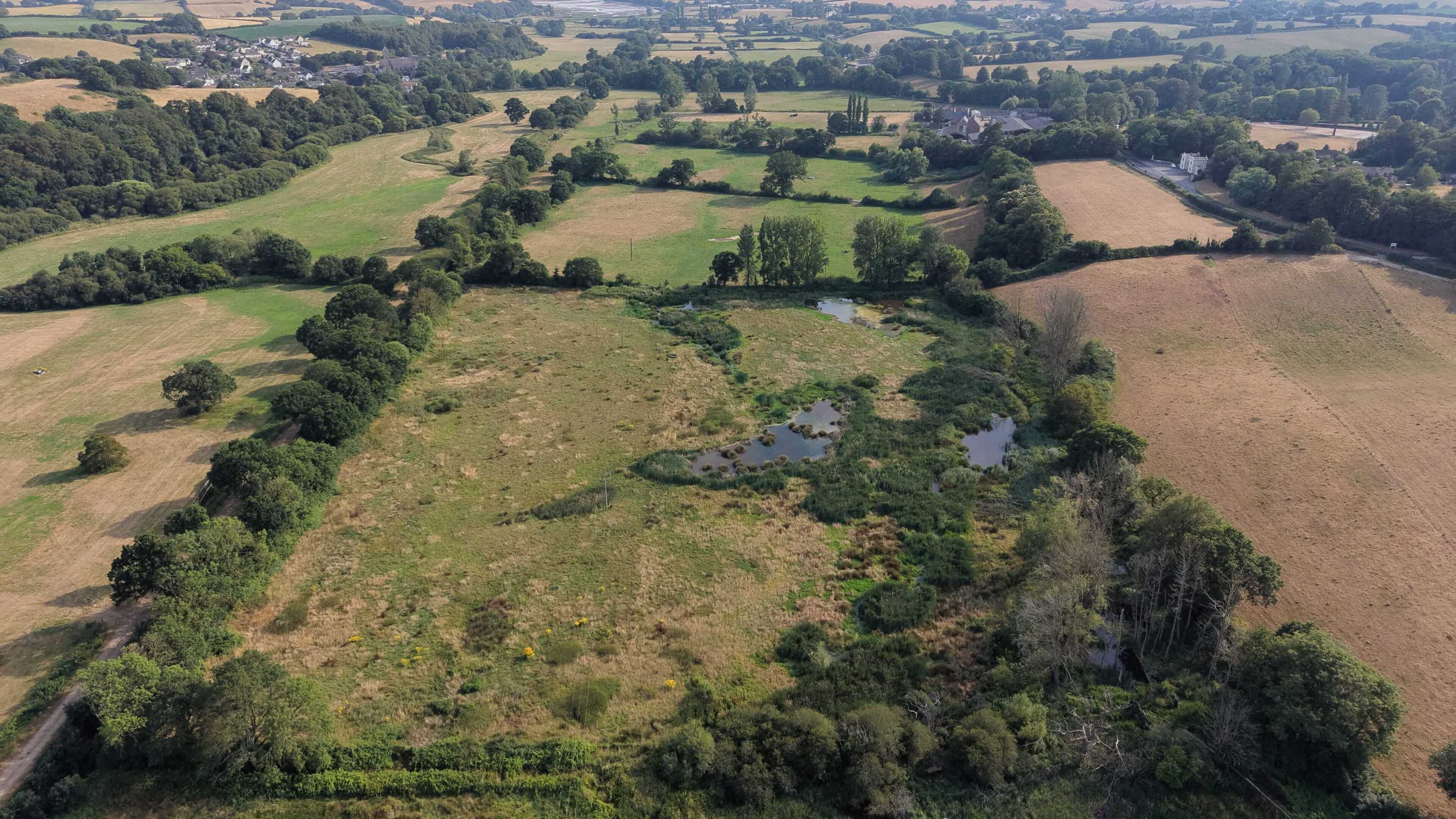Beavers create wetland ponds and dams that help wildlife and drought resilience