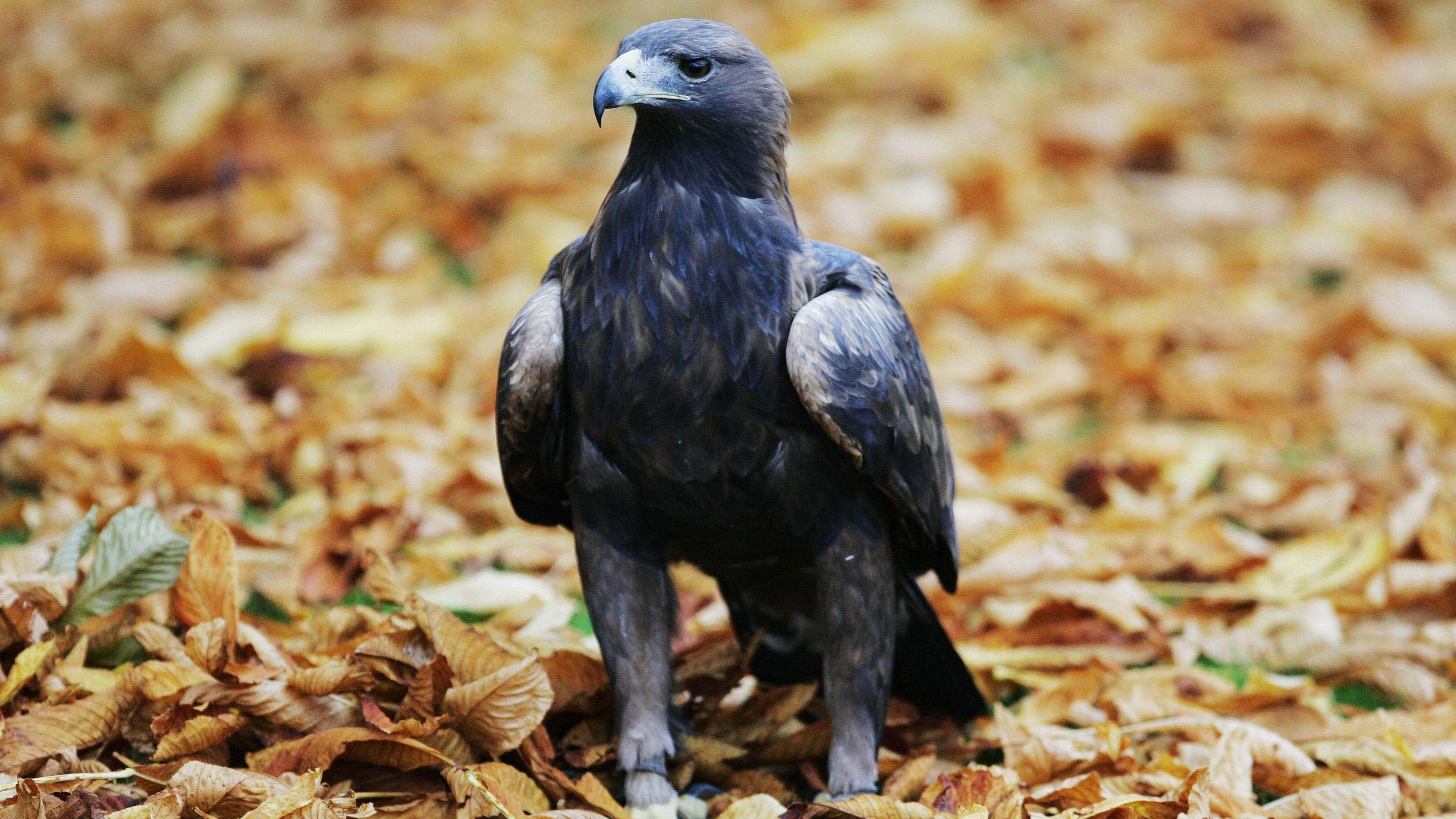 Birds of prey in Scotland persecuted 182 times over 10 years – study
