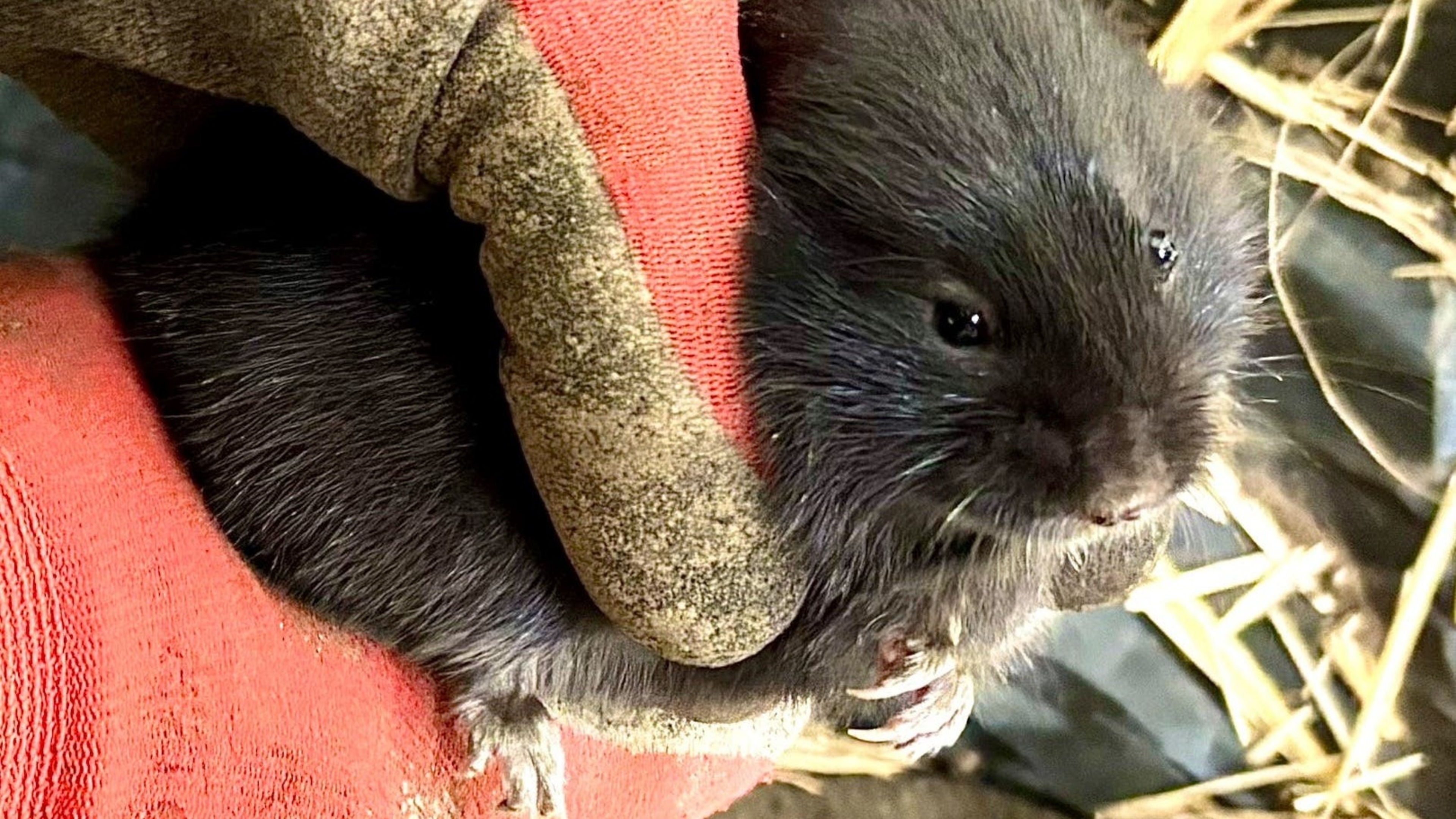 Rare burrowing city water voles relocated ahead of drainage works