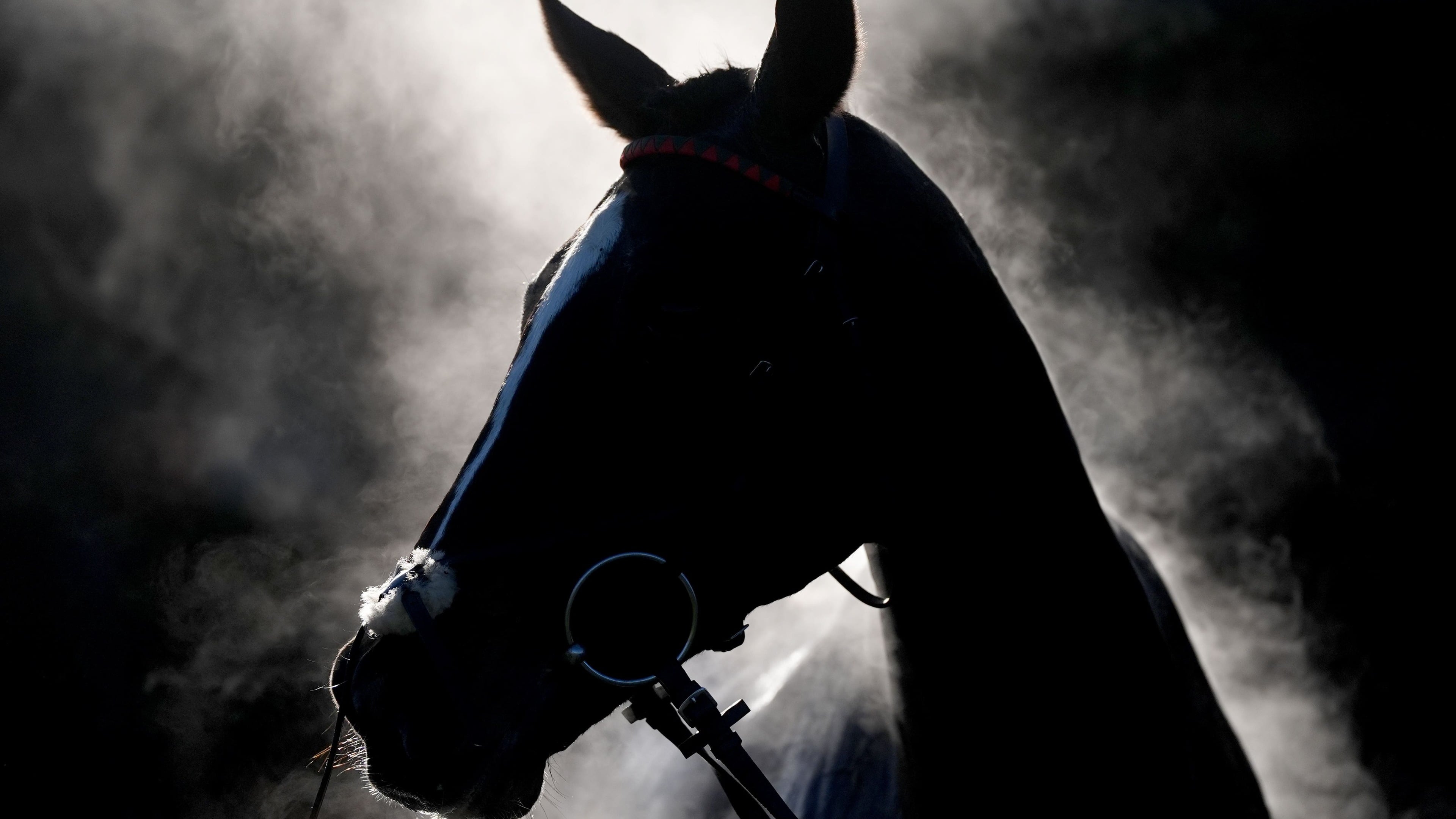 Vets warn of multiple deaths in equine grass sickness outbreak