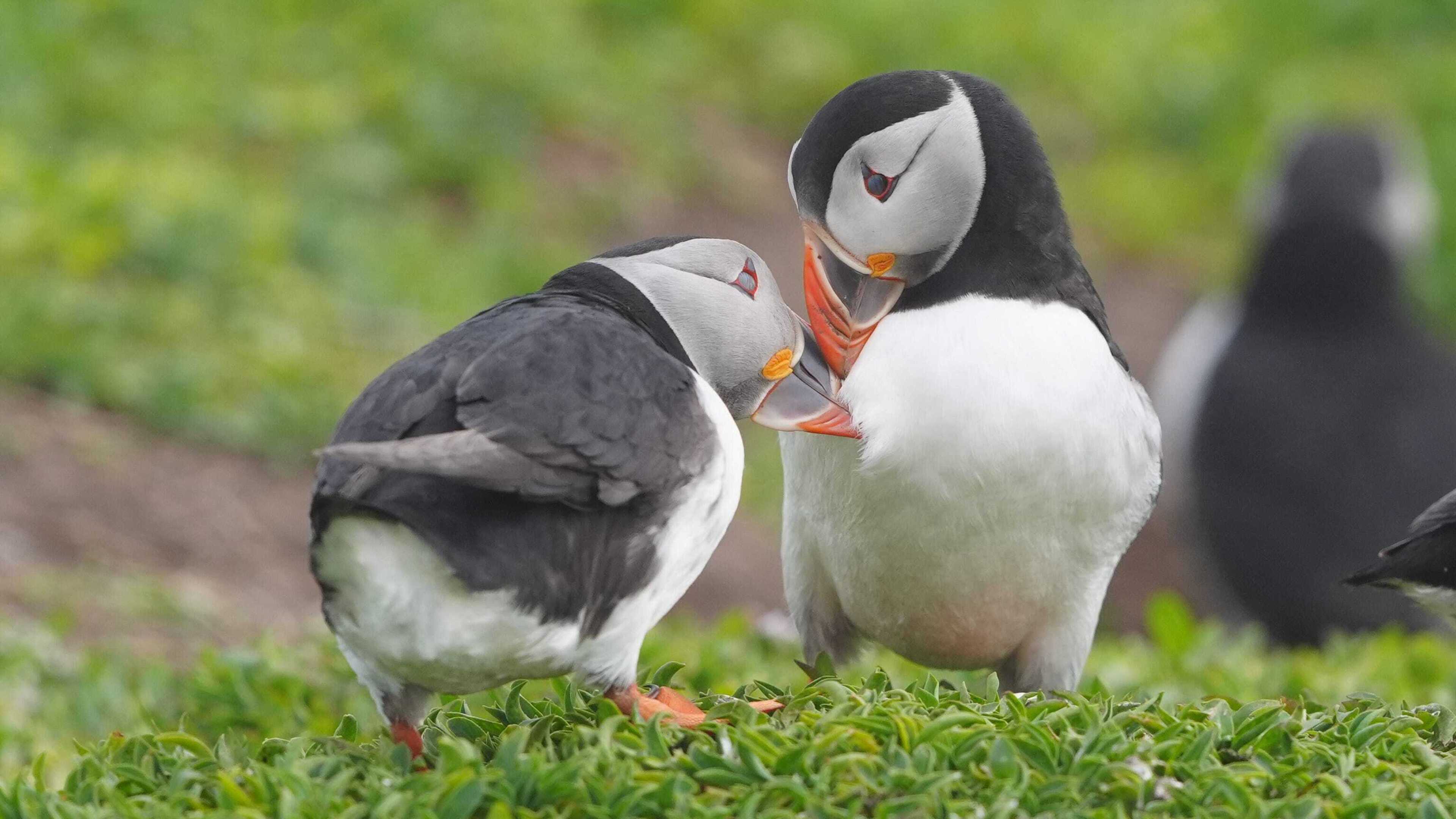 ‘Puffin cam’ returns to give viewers bird’s eye view of the Farne Islands