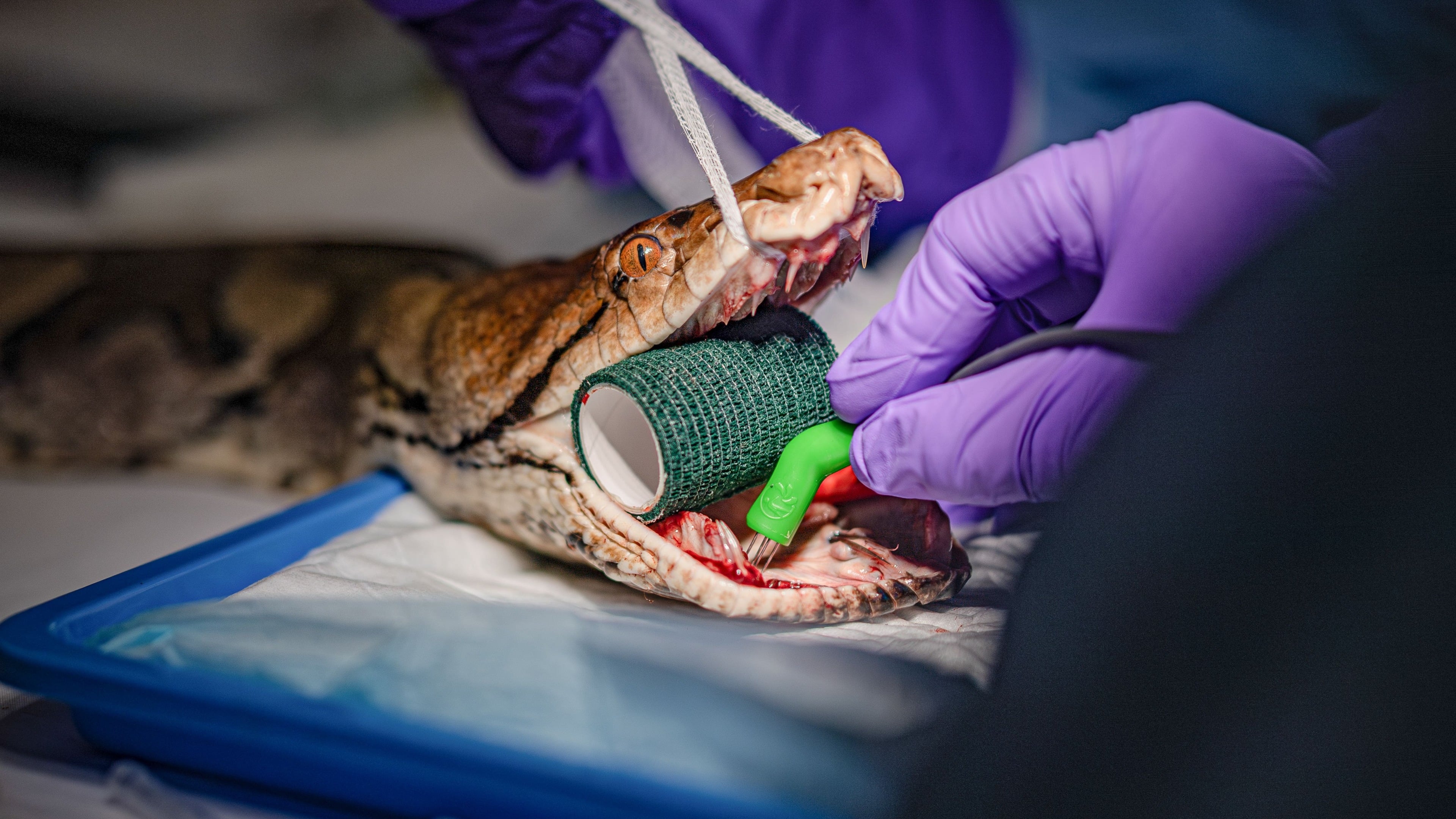 Reticulated python treated with electrochemotherapy after jawbone tumour