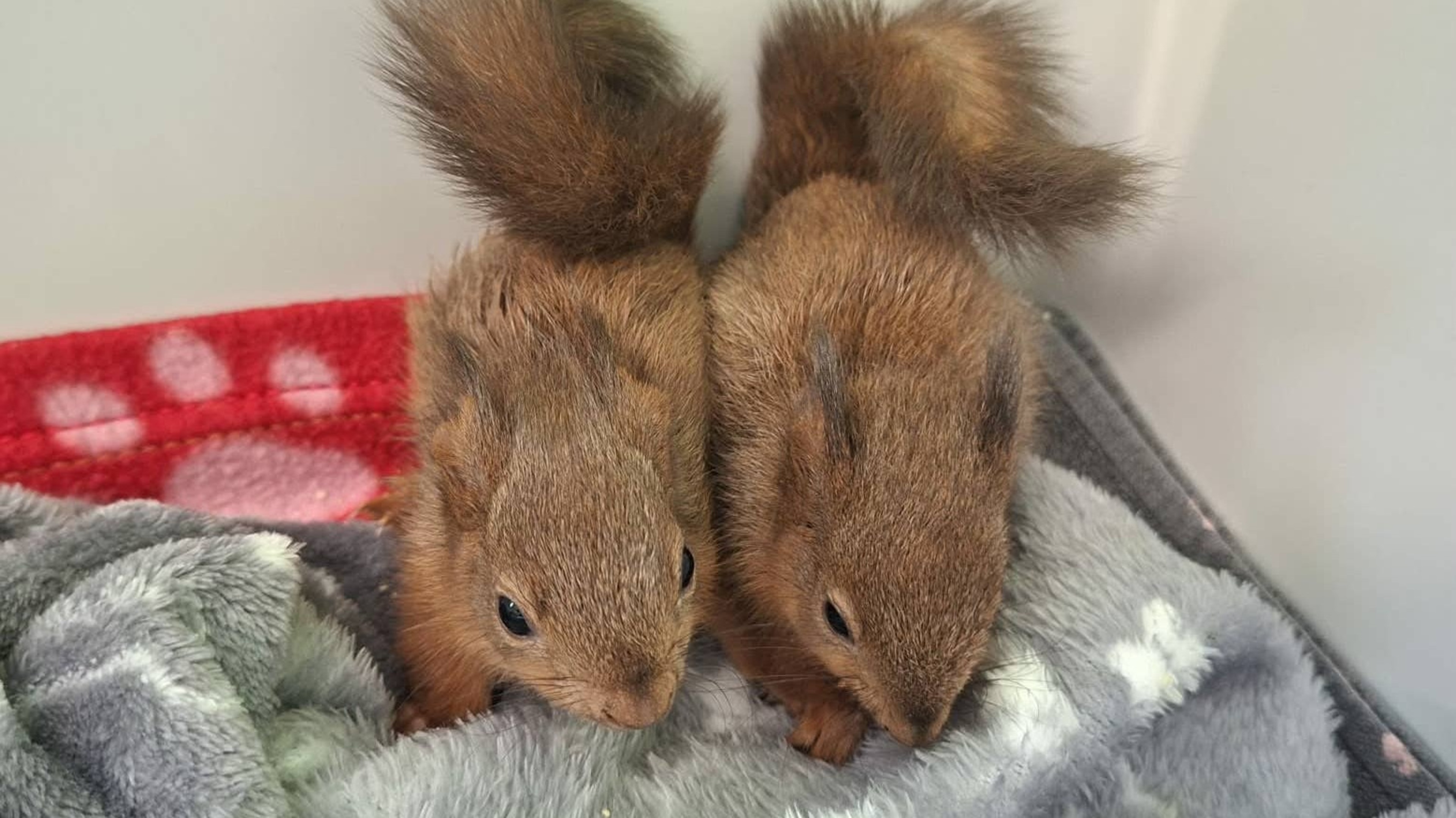 Red squirrel kits recovering after being found alone in ditch