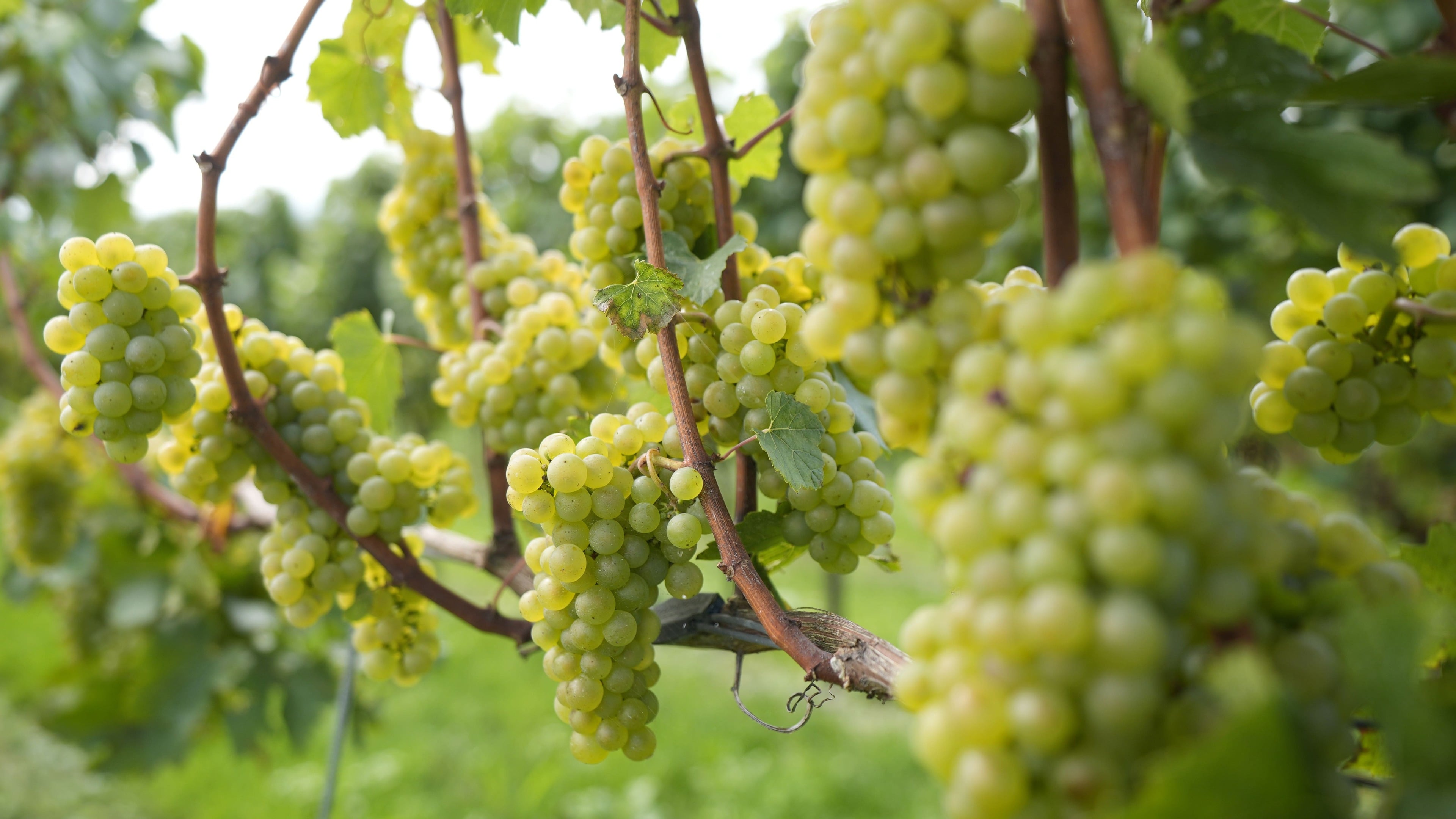 Record heat brings England’s earliest-ever grape harvest for Nyetimber