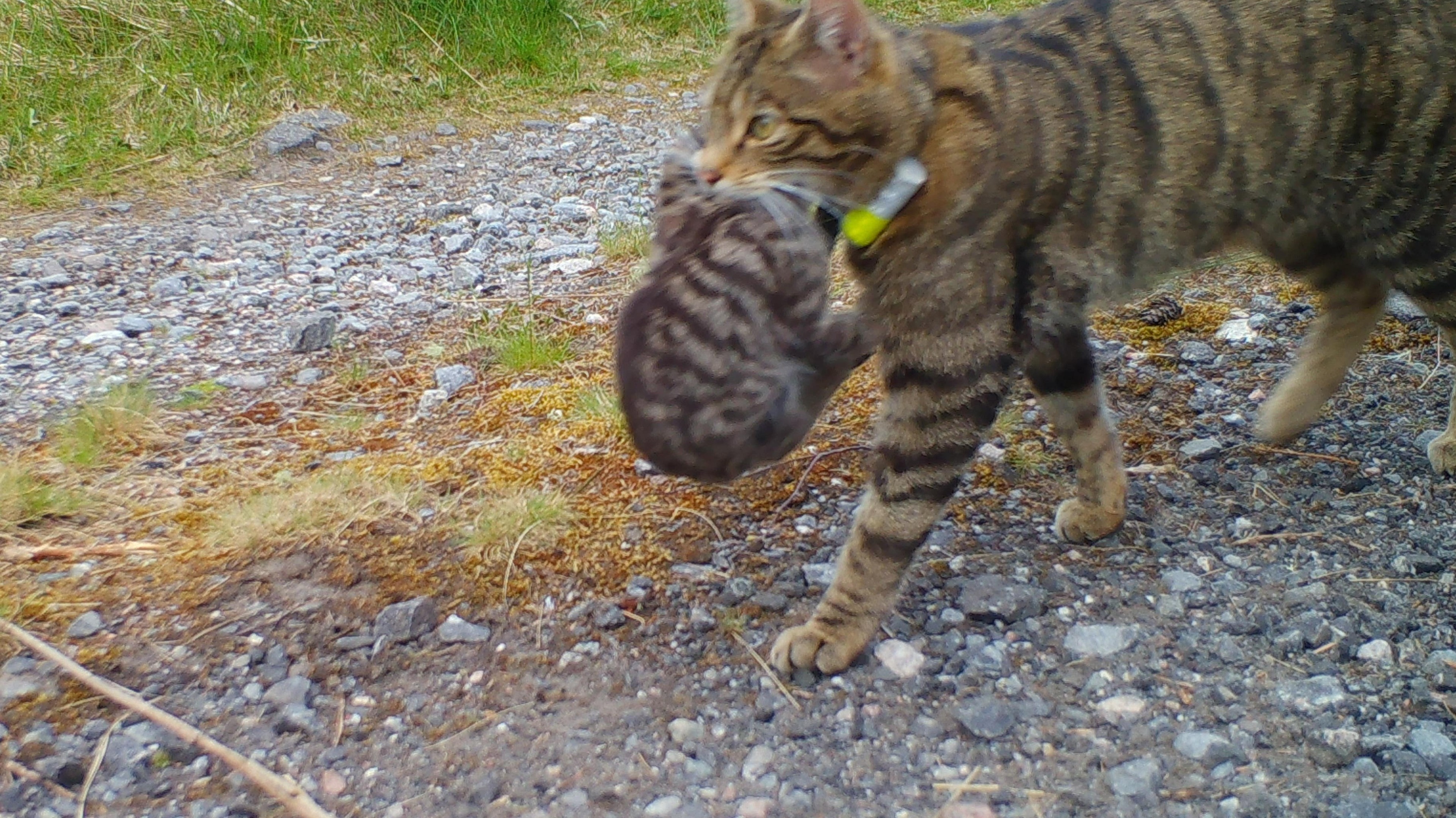 Scottish wild kittens born to released mothers for third year in a row