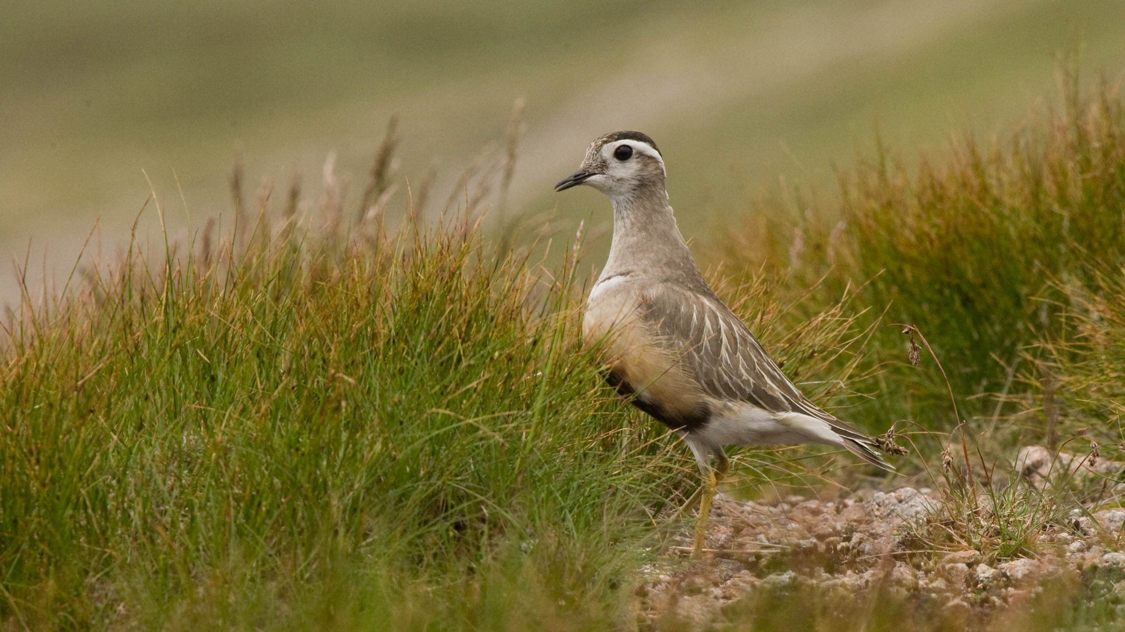 Experts warn UK dotterel facing major declines amid climate change pressures