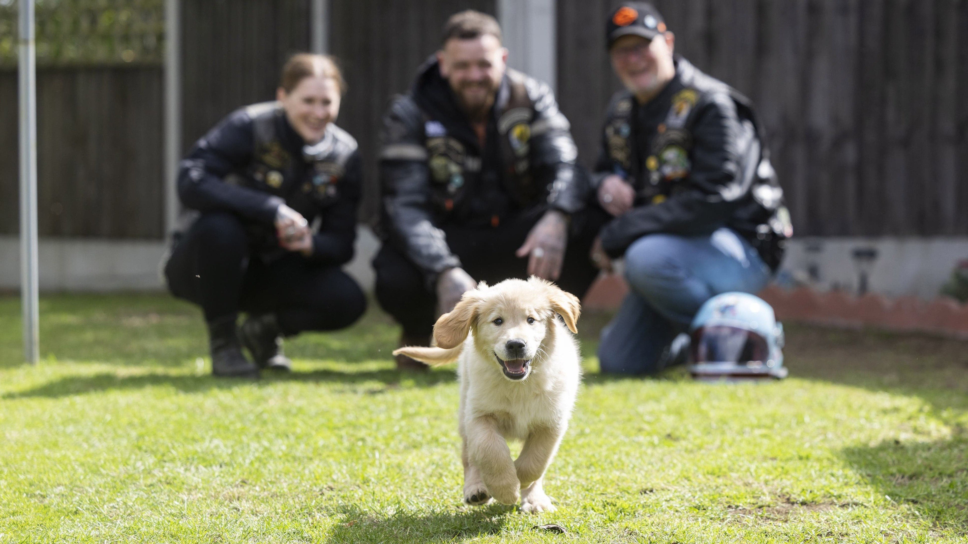 Bikers urged to volunteer to help train guide dog puppies for ‘real world’
