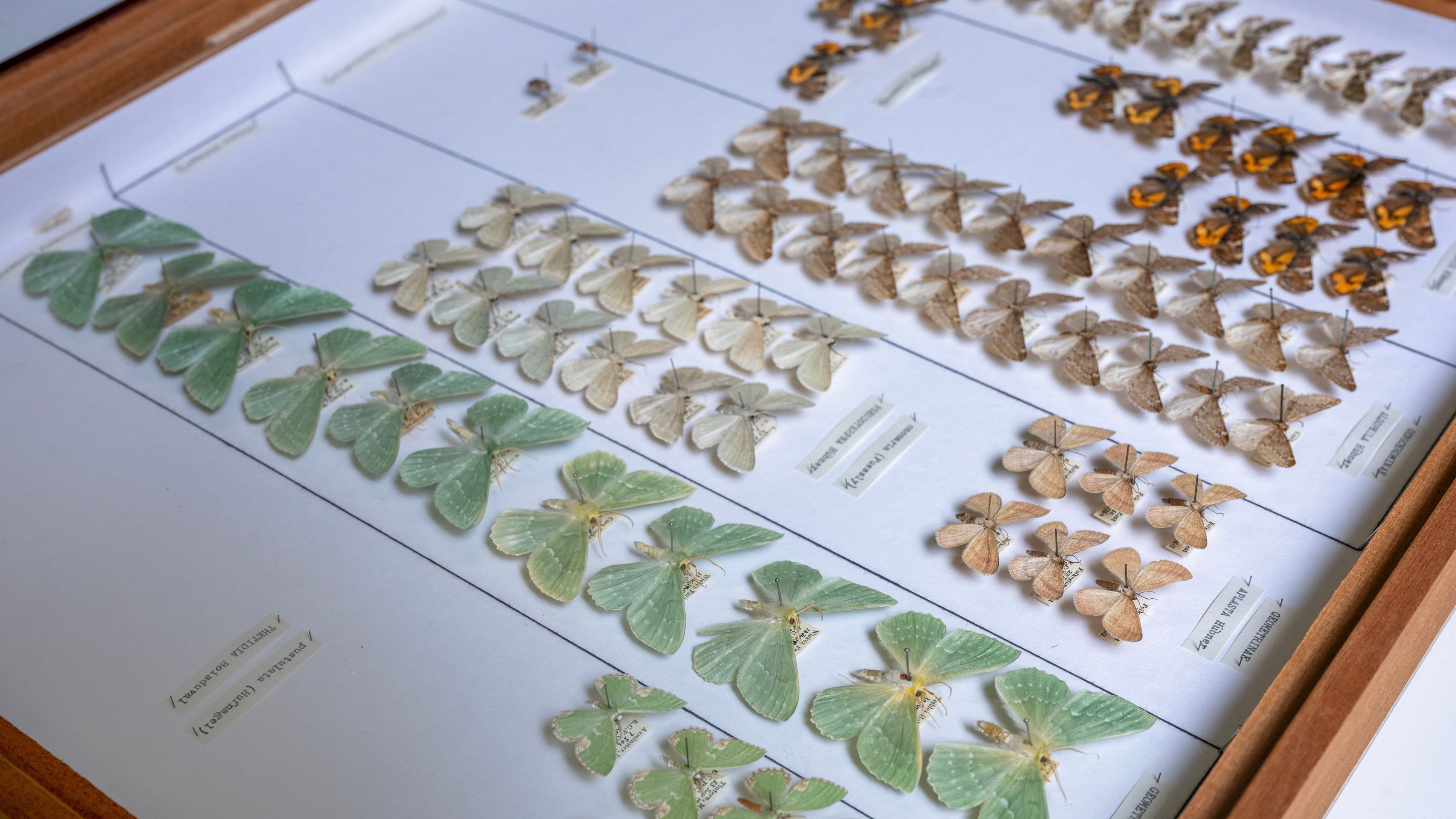 £1.8m project to digitise about 700,000 plant and insect specimens