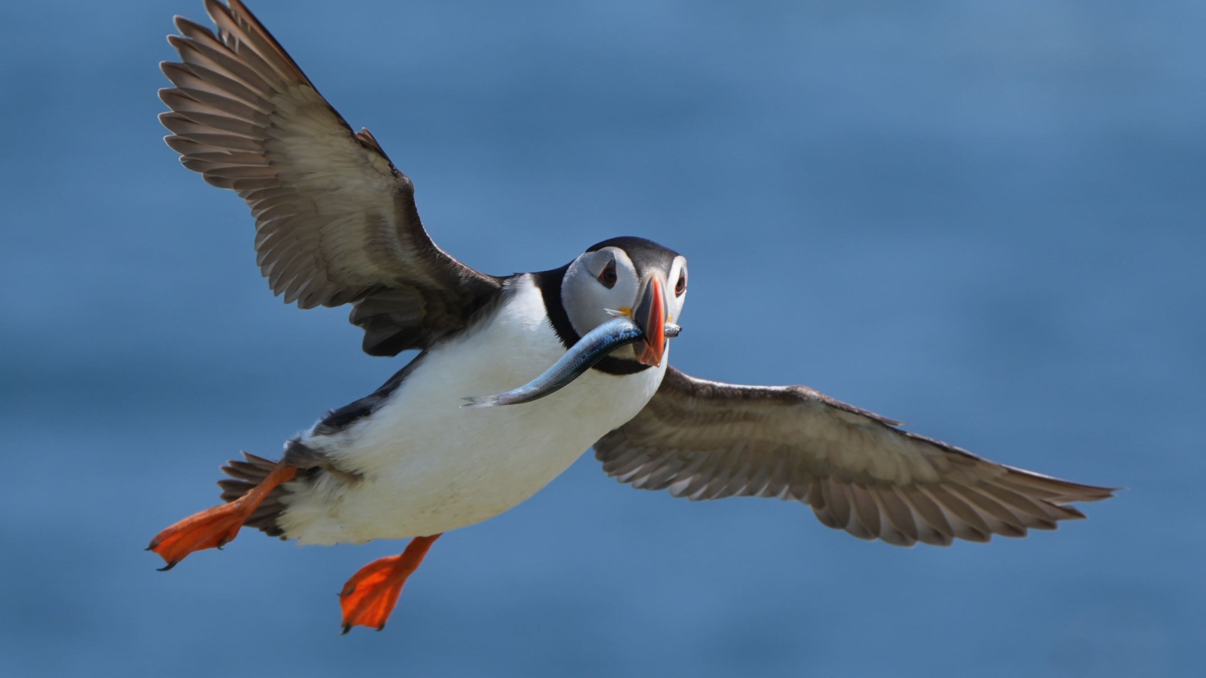 Puffin numbers decline on Scotland’s Isle of May, raising climate concerns