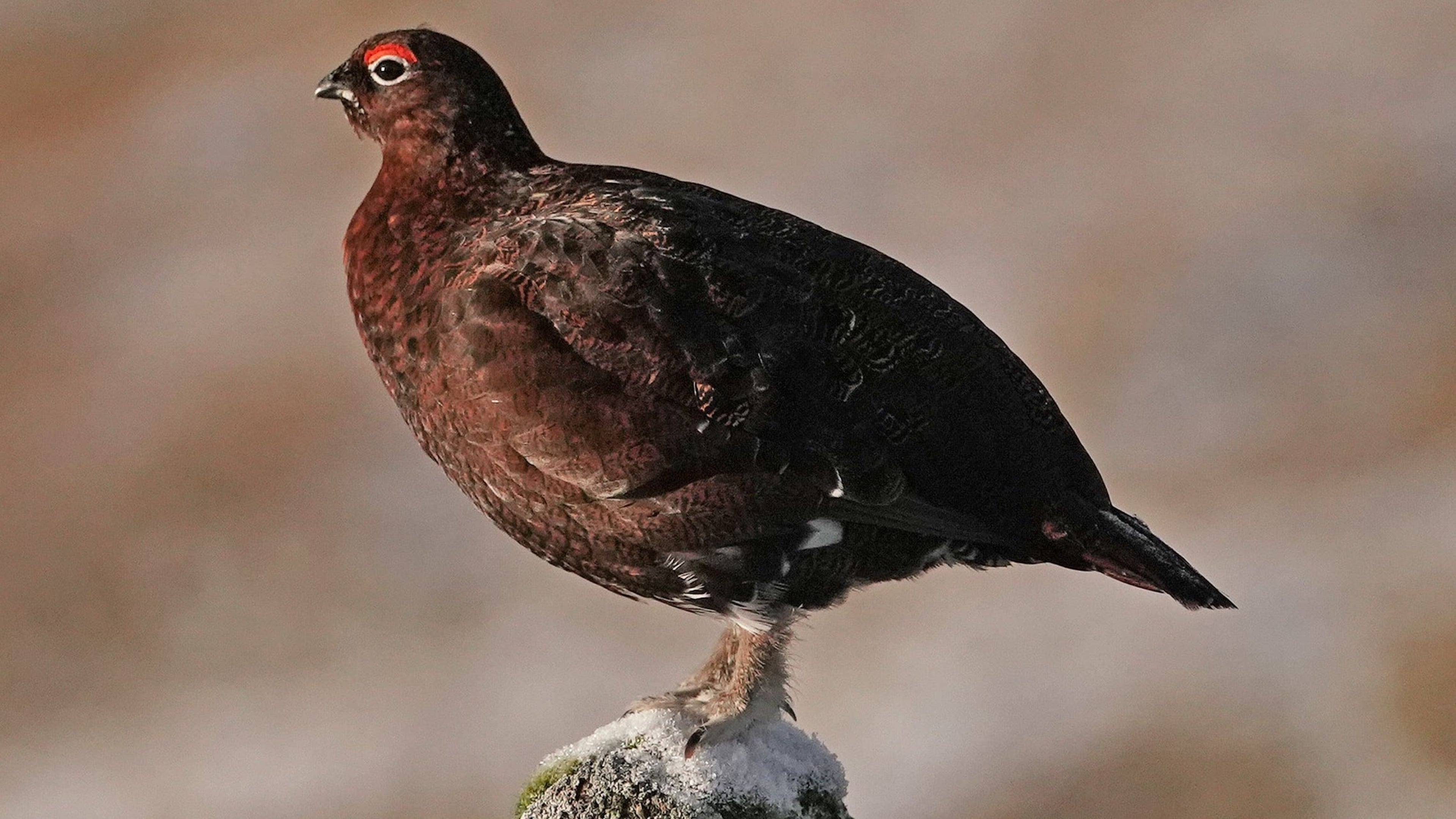 Study examines possible causes of sharp red grouse population declines in Britain