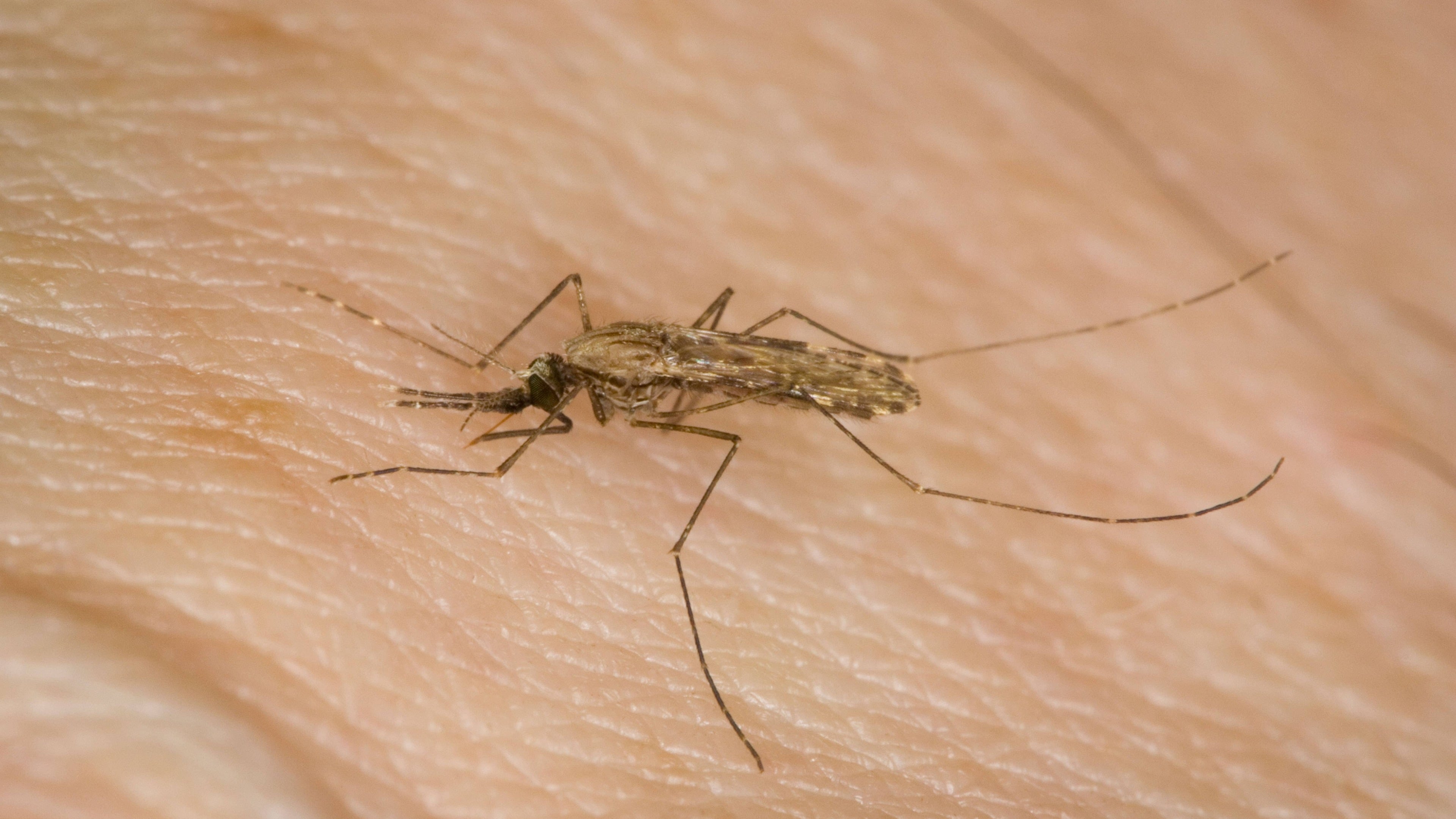 New antimalarial compound shows promise in ongoing effort to reduce malaria deaths