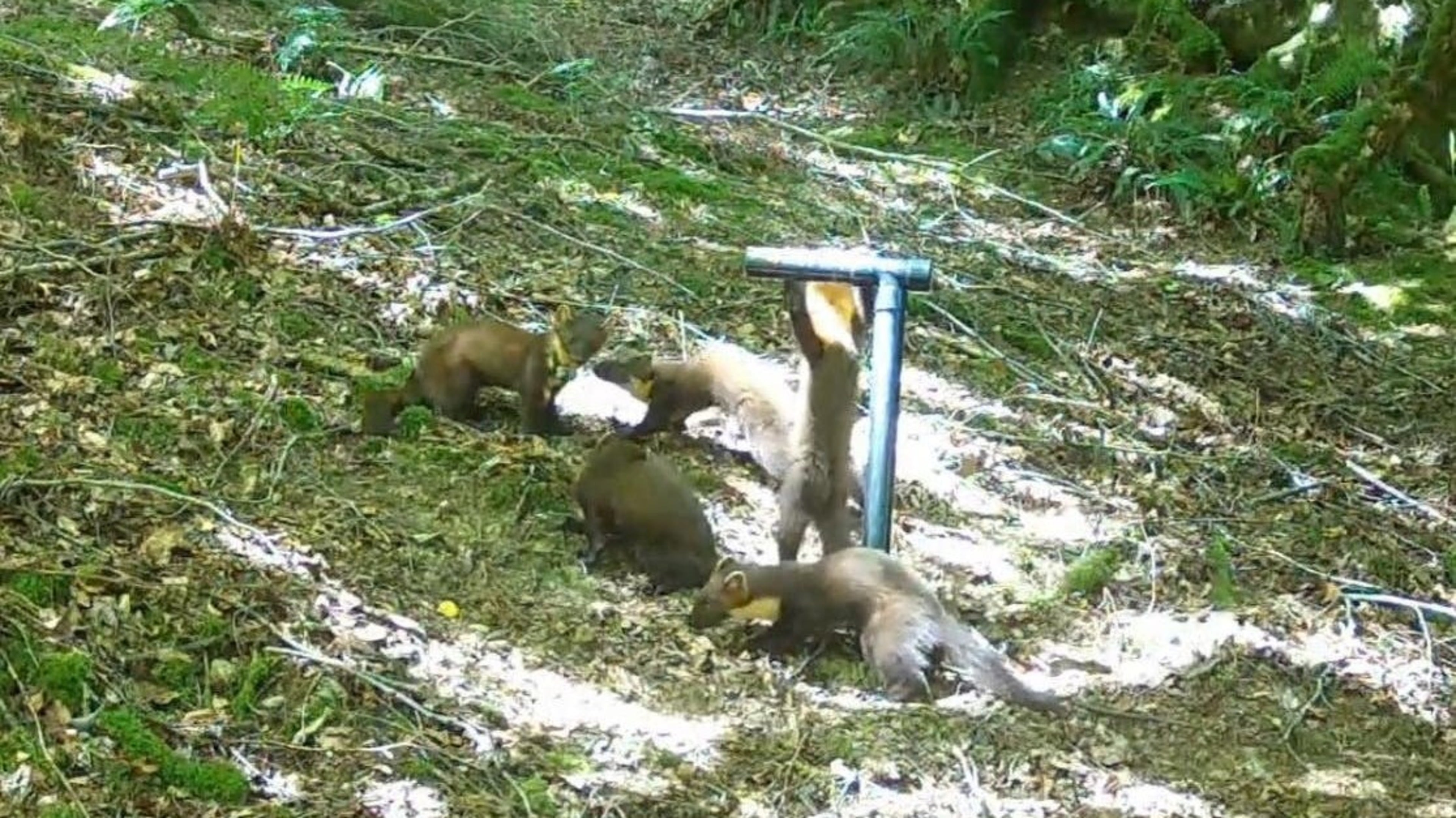 First pine marten kits spotted in Exmoor as reintroduction scheme shows breeding success