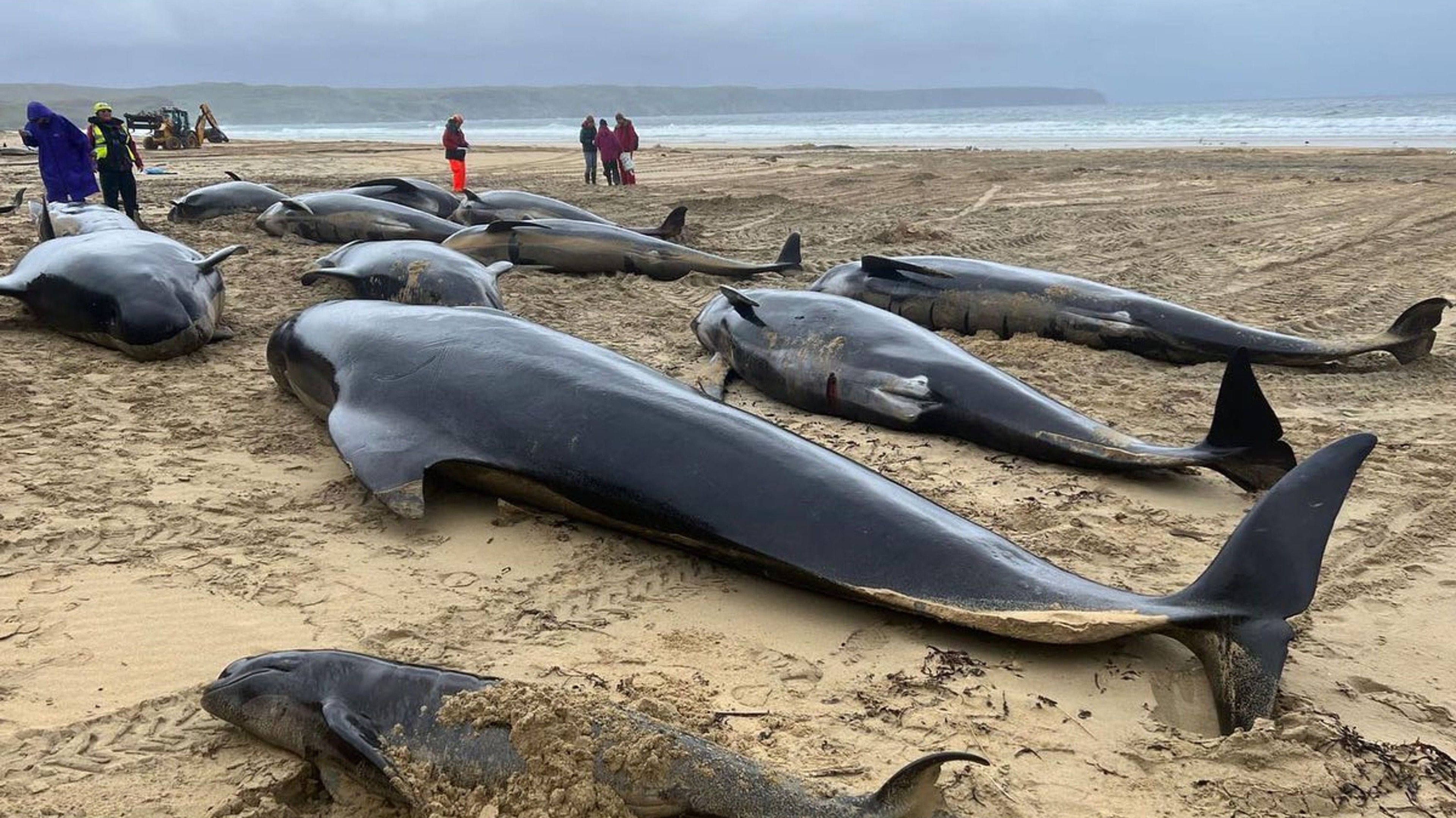 Changes to whale feeding ground may raise risk of mass strandings – study