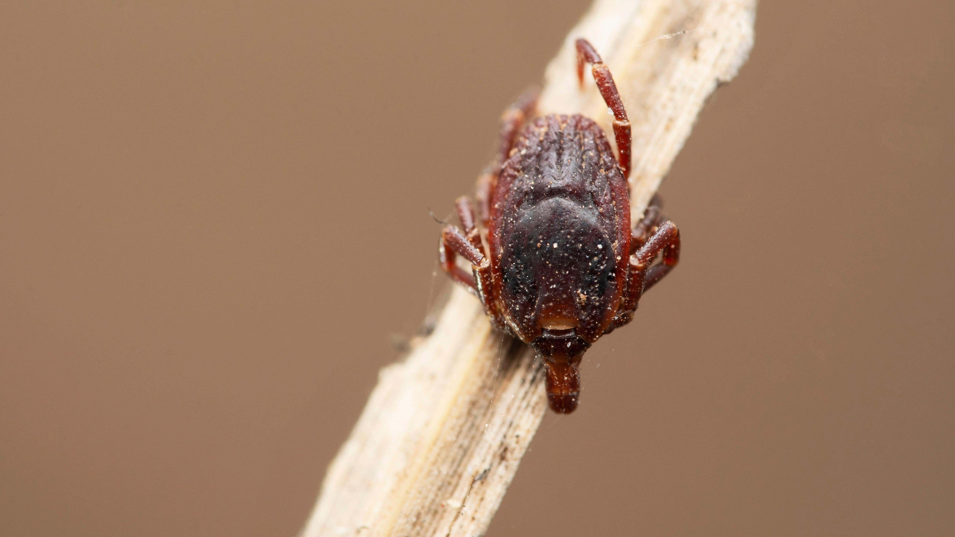 Hotter UK summers may be helping disease-carrying Hyalomma ticks survive longer