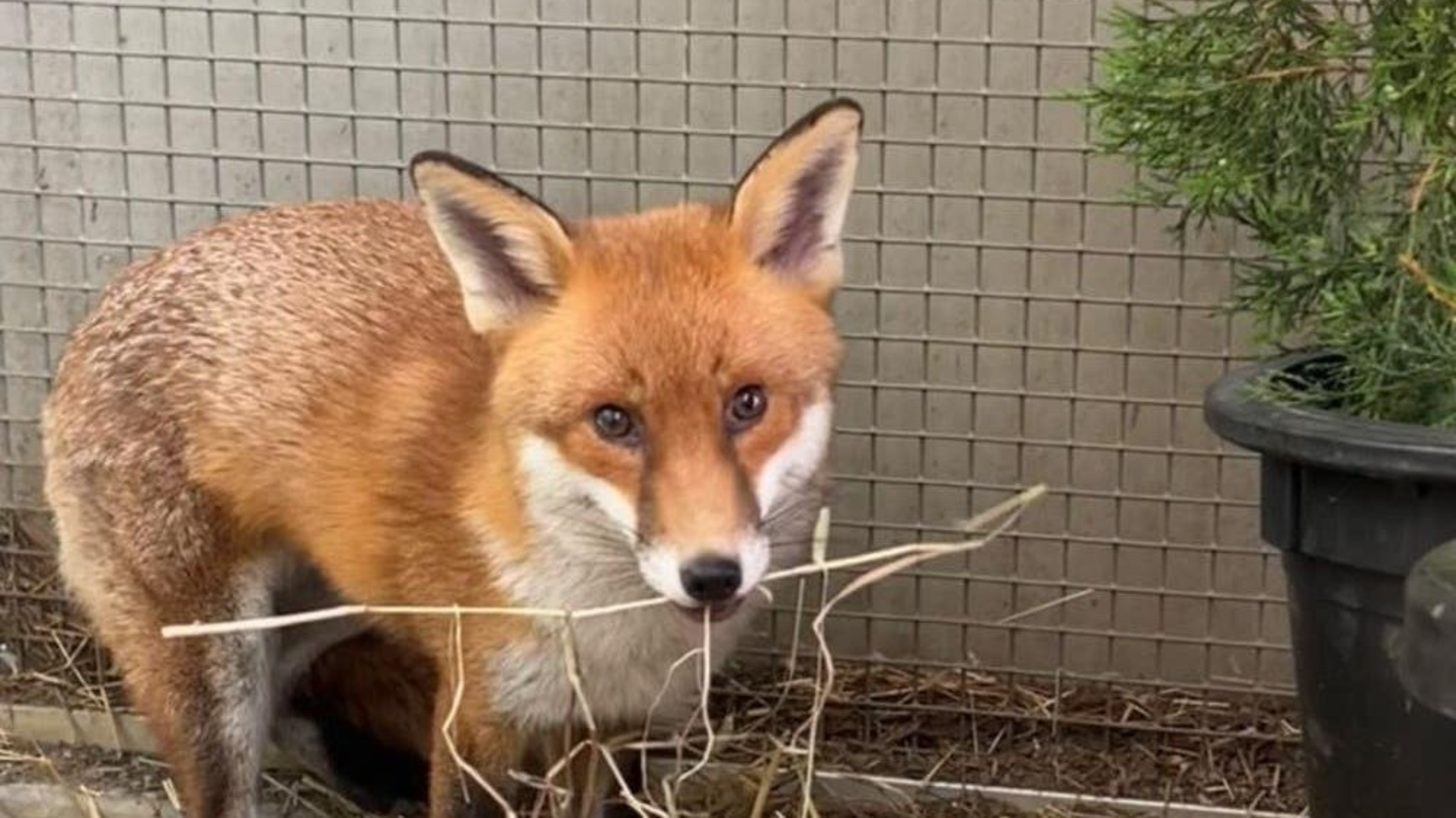 Stowaway fox Basil survives brush with heartworm to clear quarantine in US