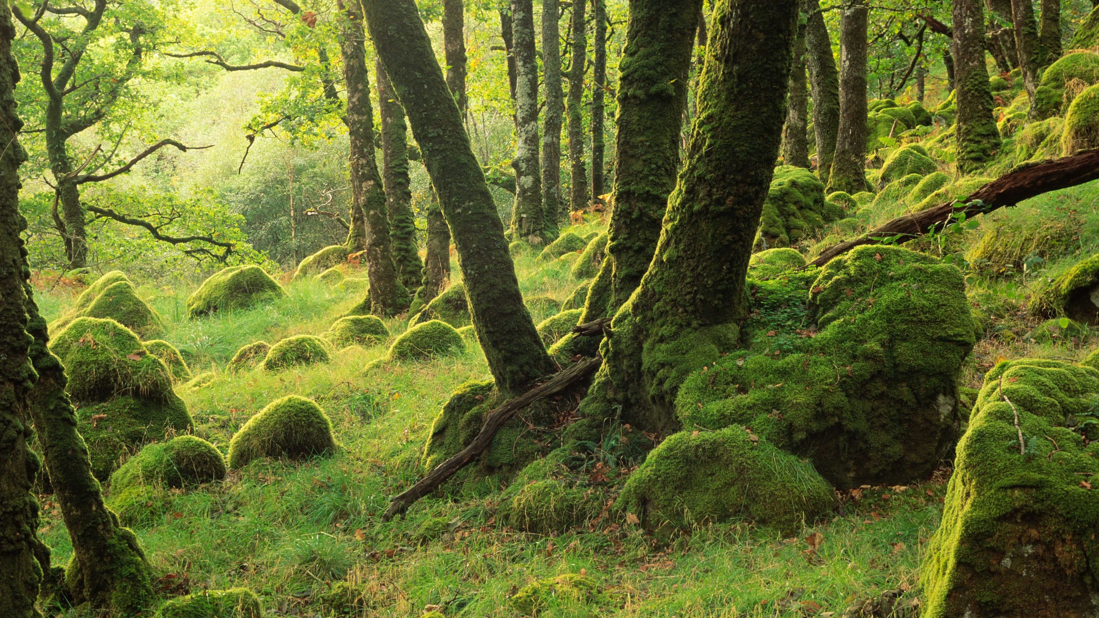 Climate change making rainforest restoration ‘more complicated’, expert warns