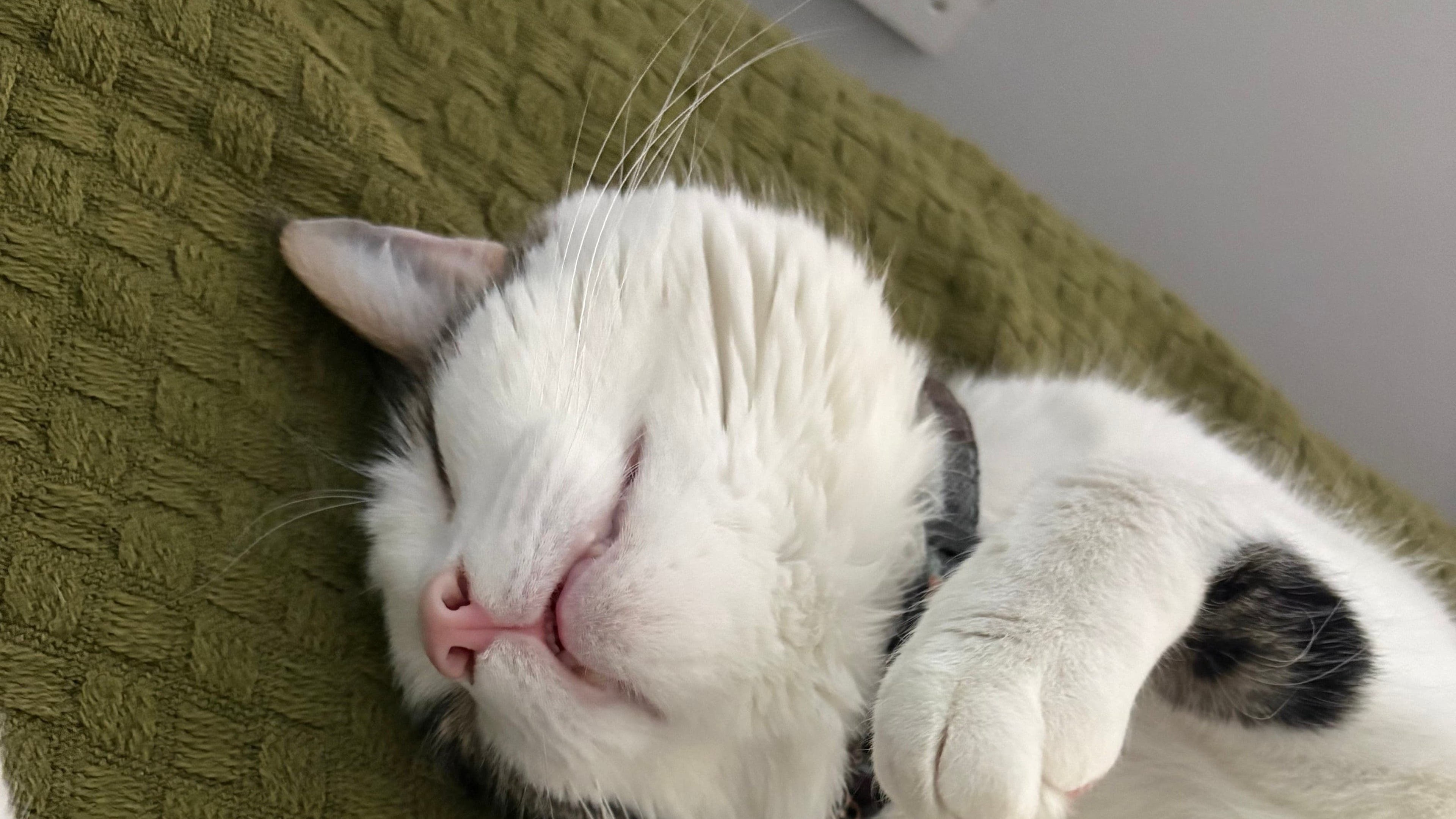 Missing cat Olaf reunited with owner after 15-mile ride under car