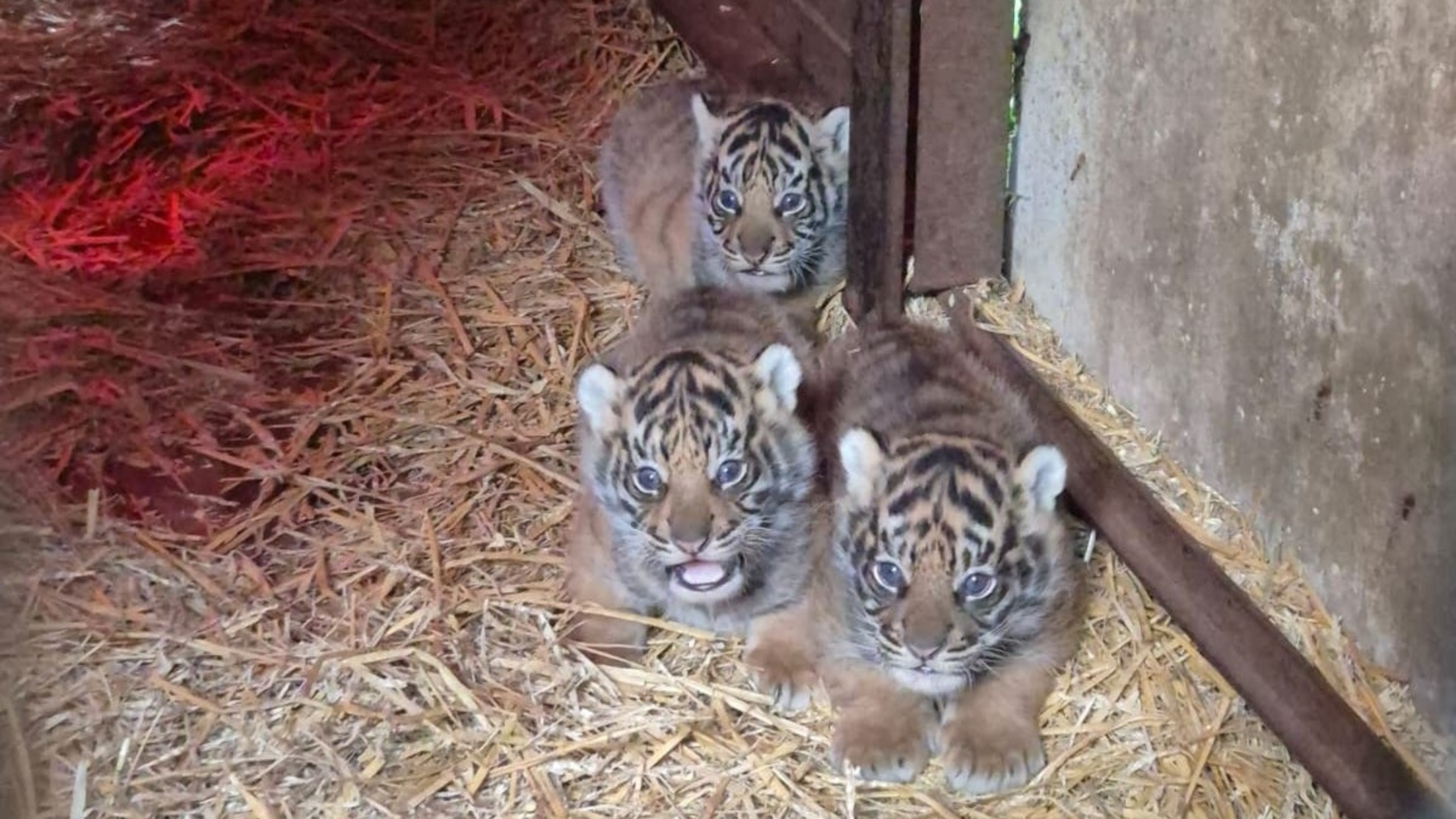 ‘Conservation milestone’ as four endangered tigers born at animal park