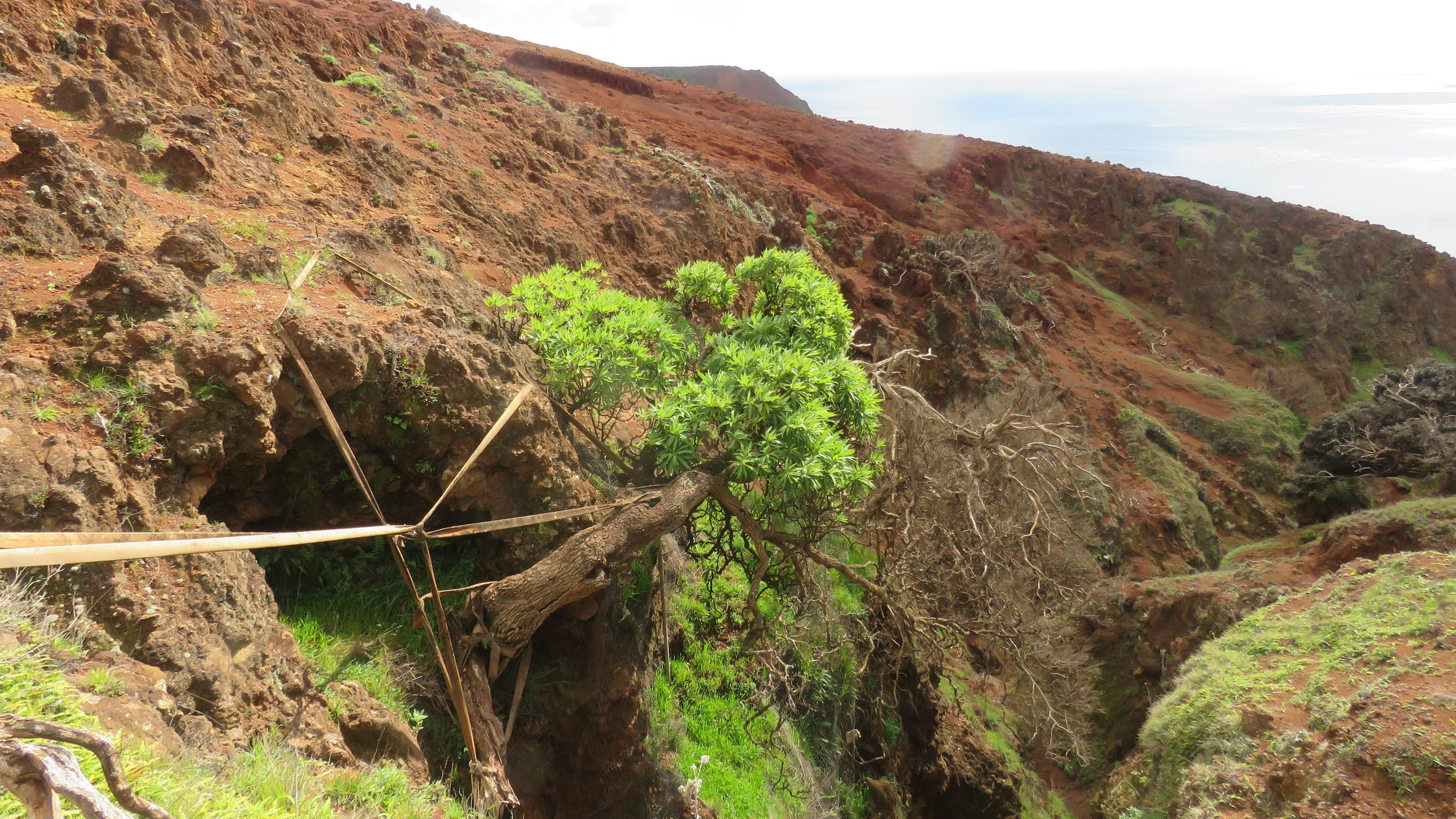 Offspring of one of the world’s rarest trees planted in Scotland