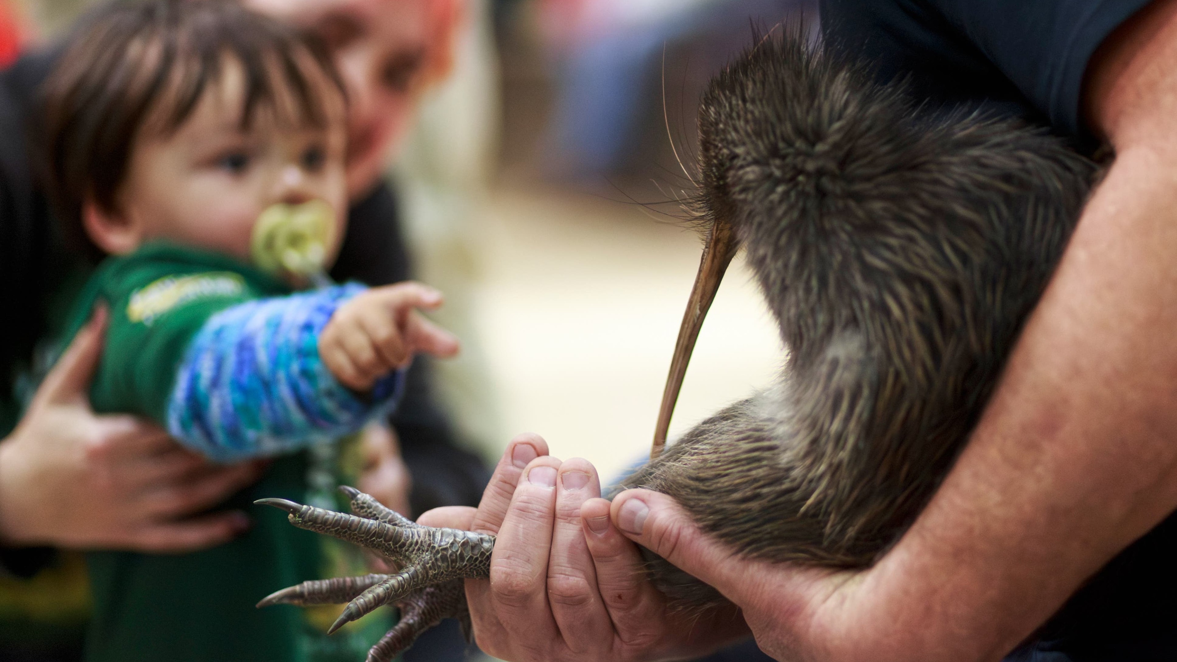 Campaign returns kiwi birds to New Zealand’s capital after century-long absence