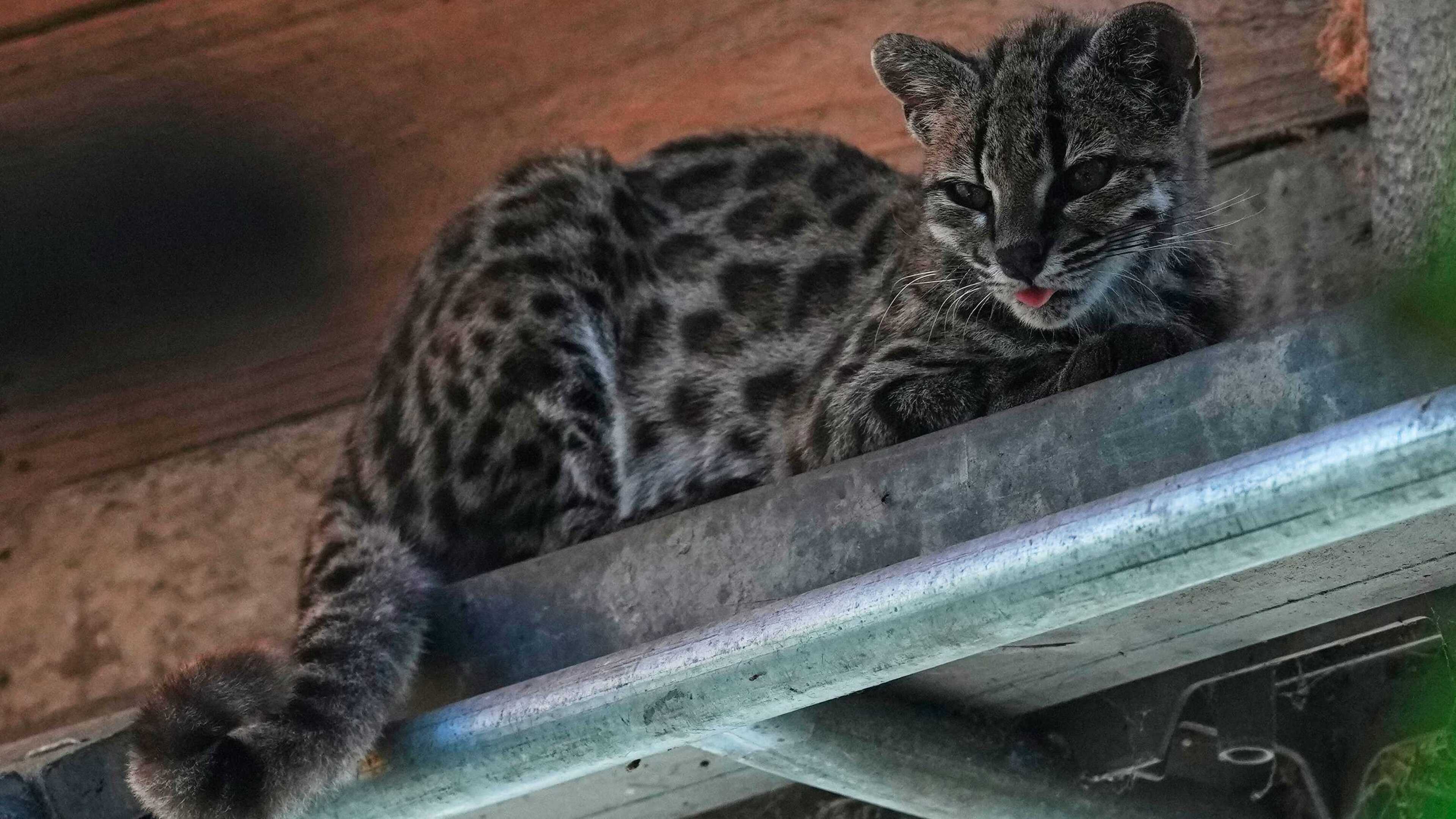 New tiny wild cat species identified in Bolivia draws visitors