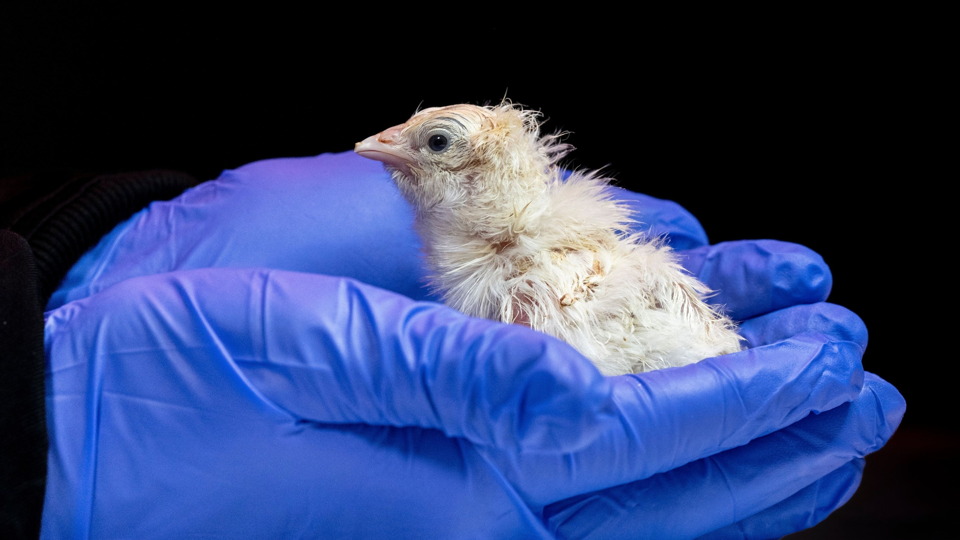 US biotech company hatches live chicks from an artificial eggshell