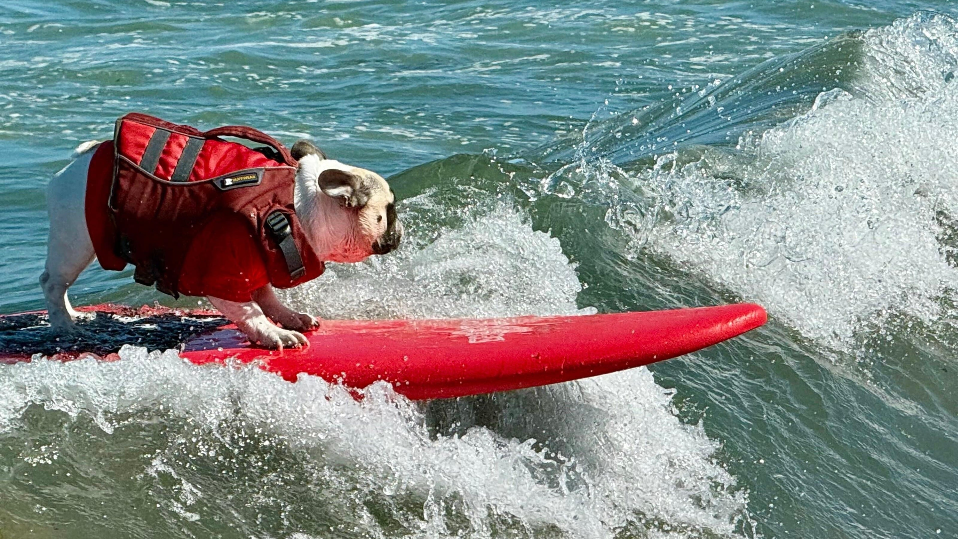Hundreds Watch Dogs Compete at 10th Annual World Dog Surfing Championships in California